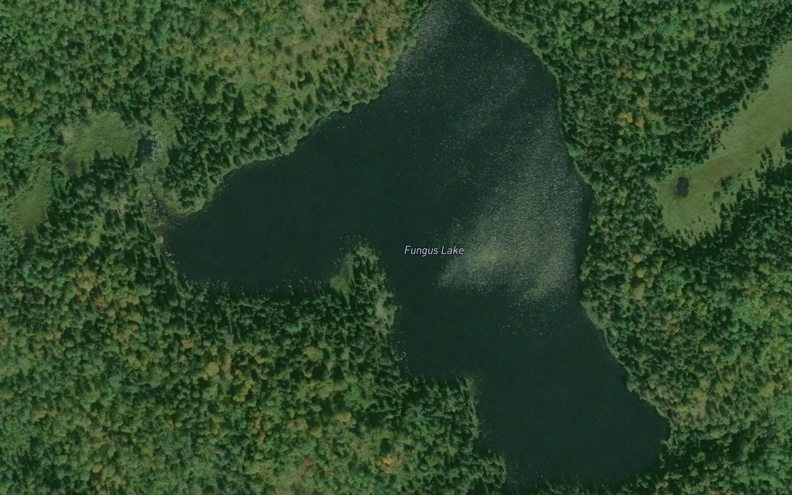 Fungus Lake