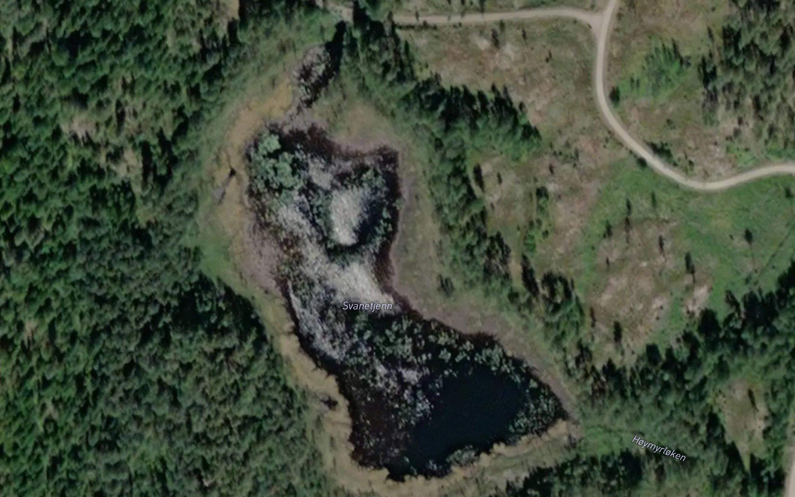 Svanetjern