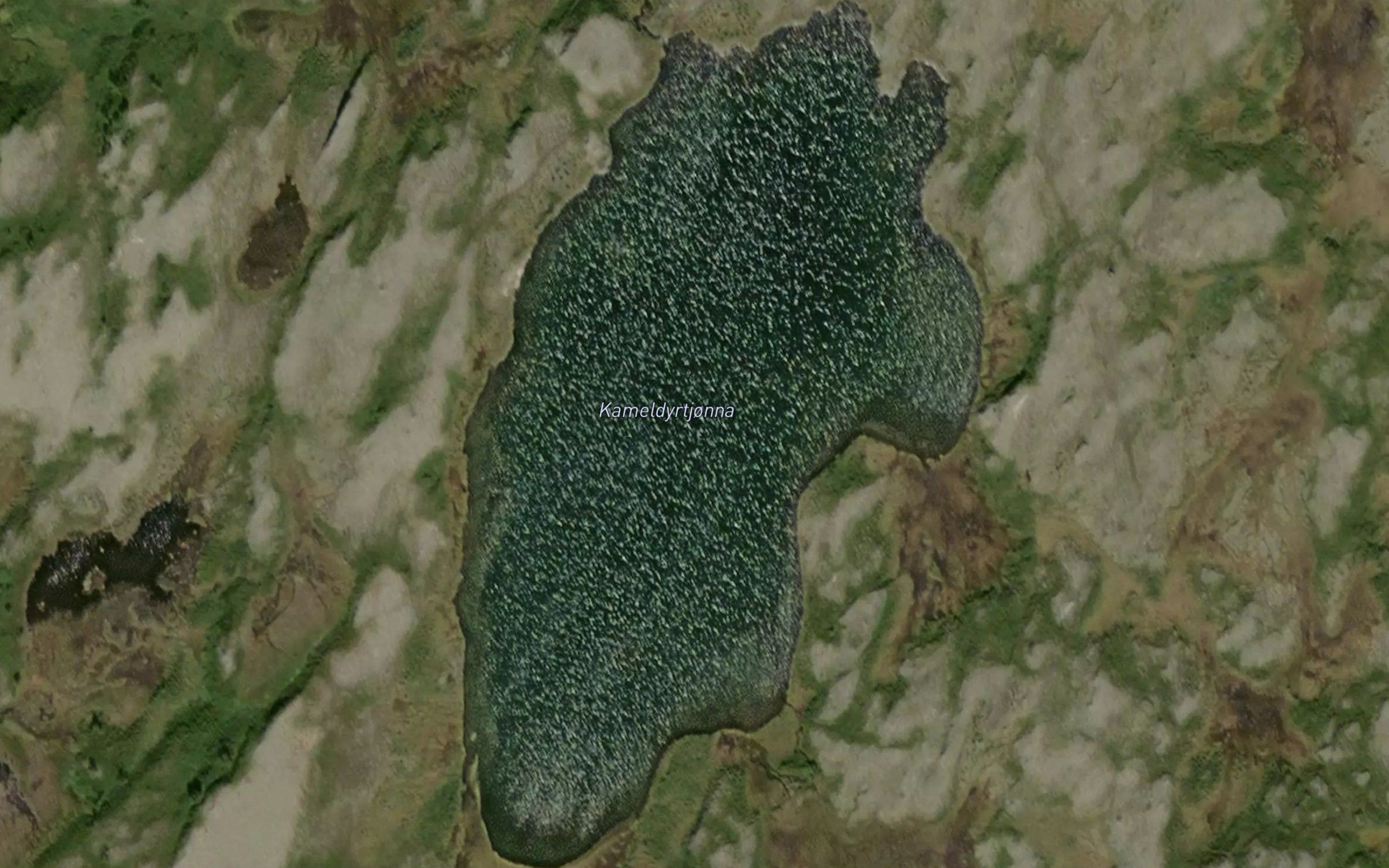 Kameldyrtjonna