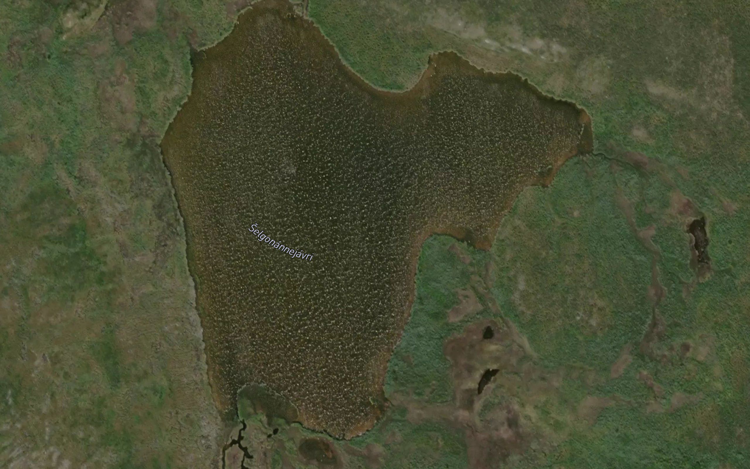 Selgunannejavri