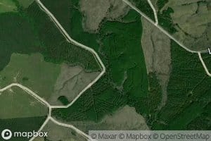 Board Tree Branch