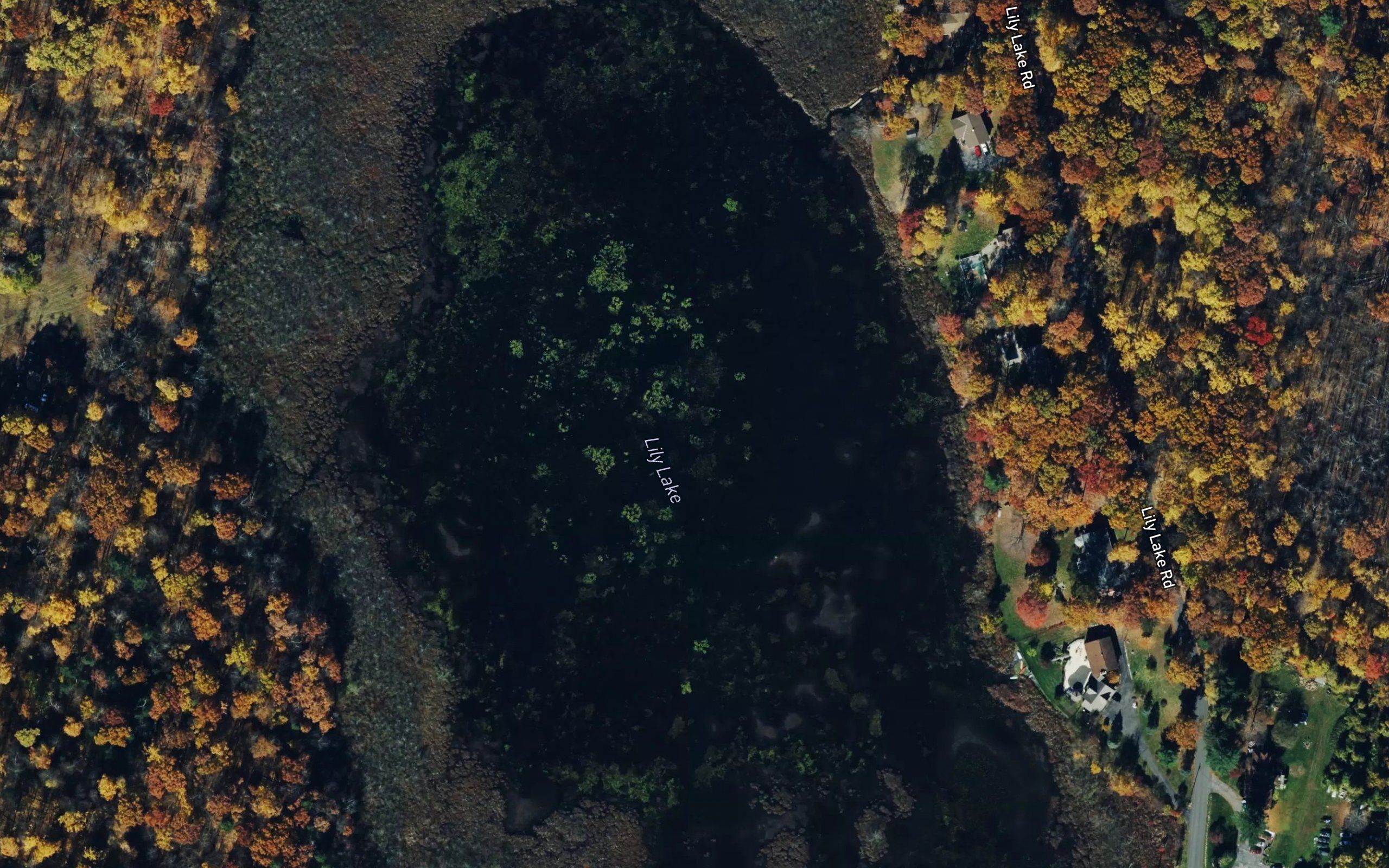 Lily Lake