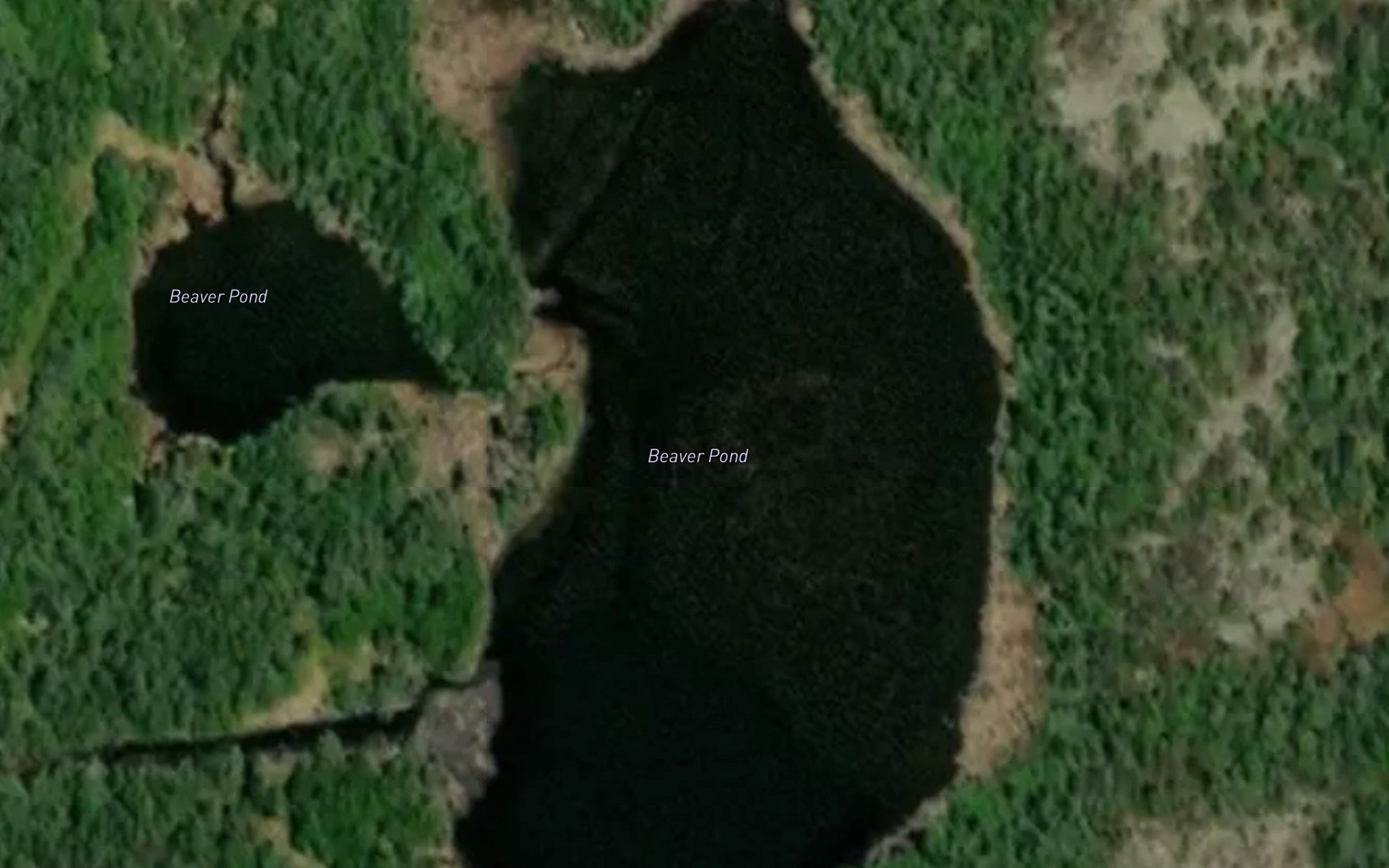 Beaver Pond