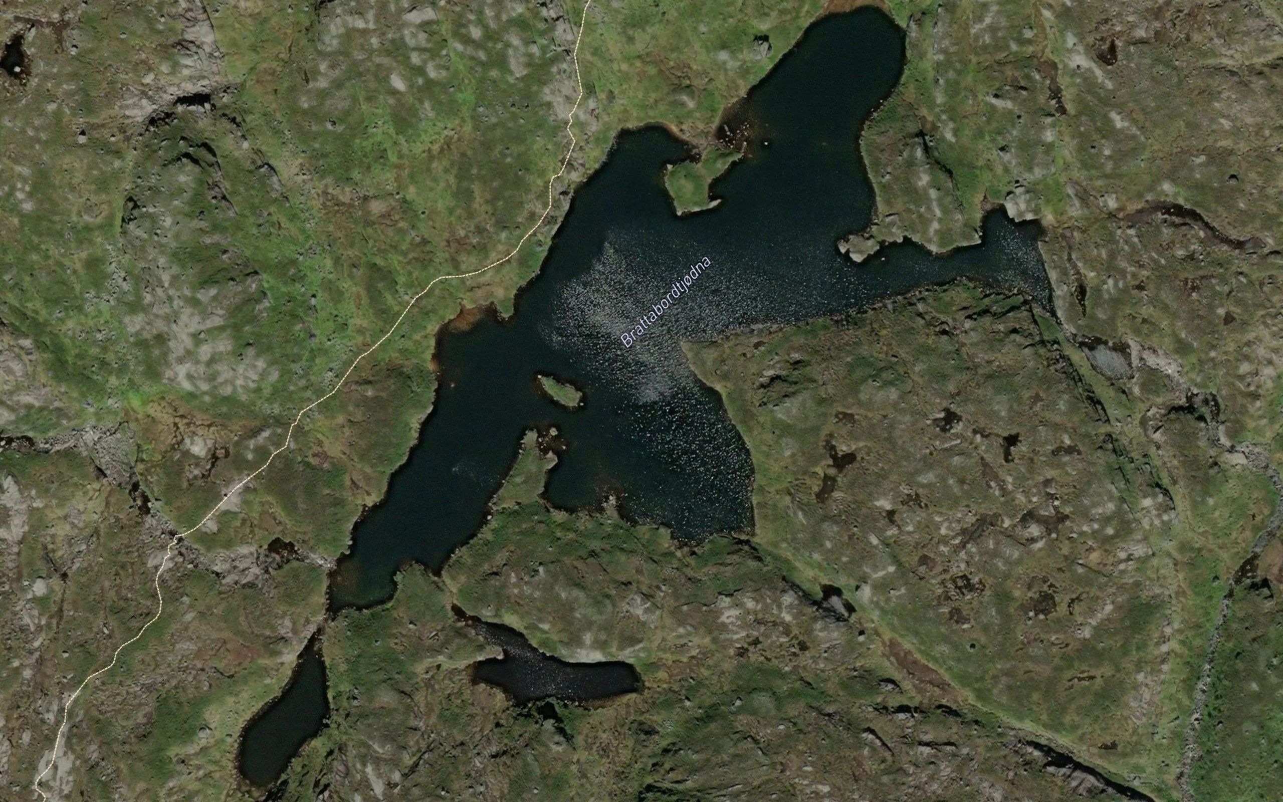 Brattabordtjodna