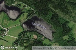Tarponen