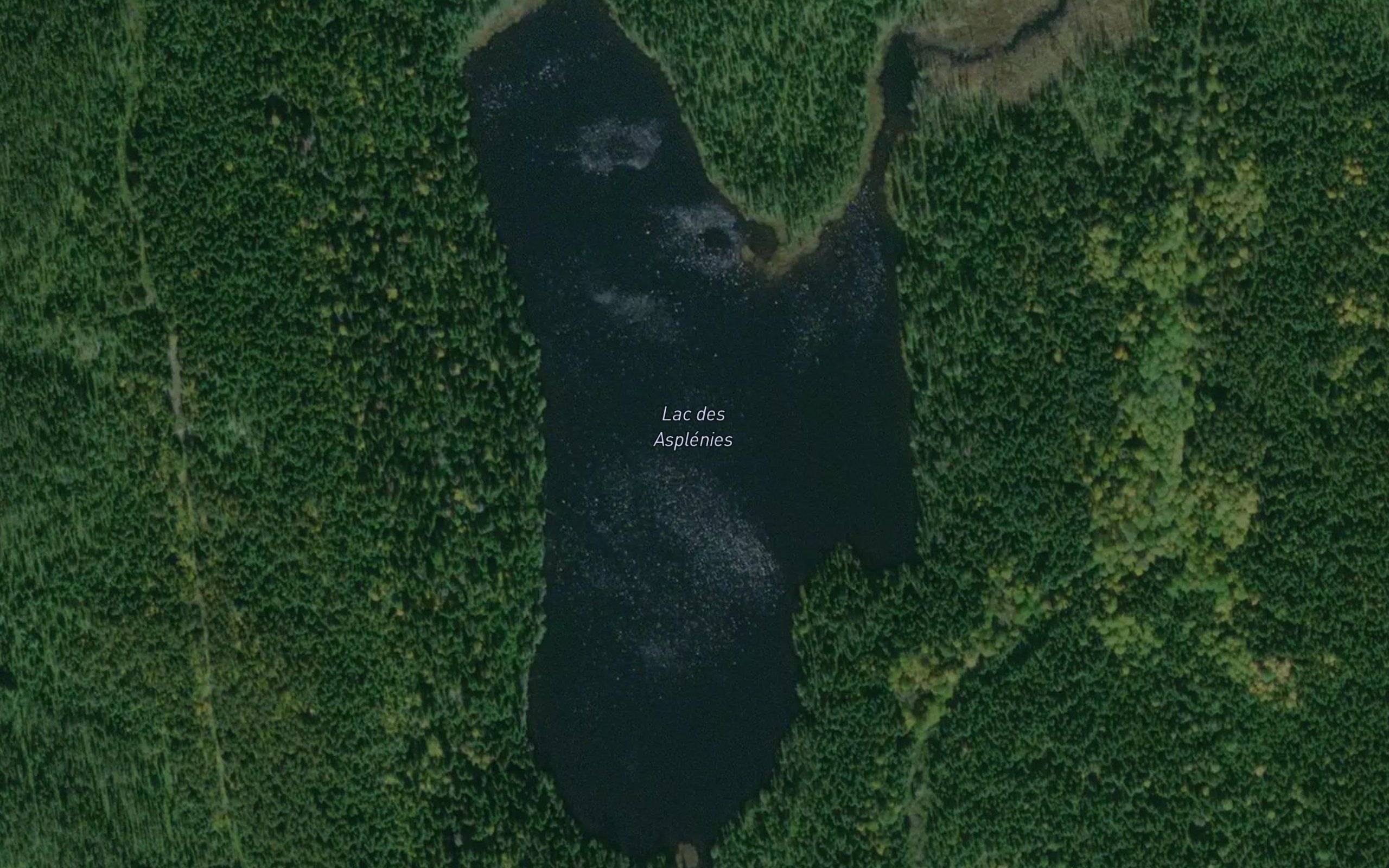 Lac des Asplenies