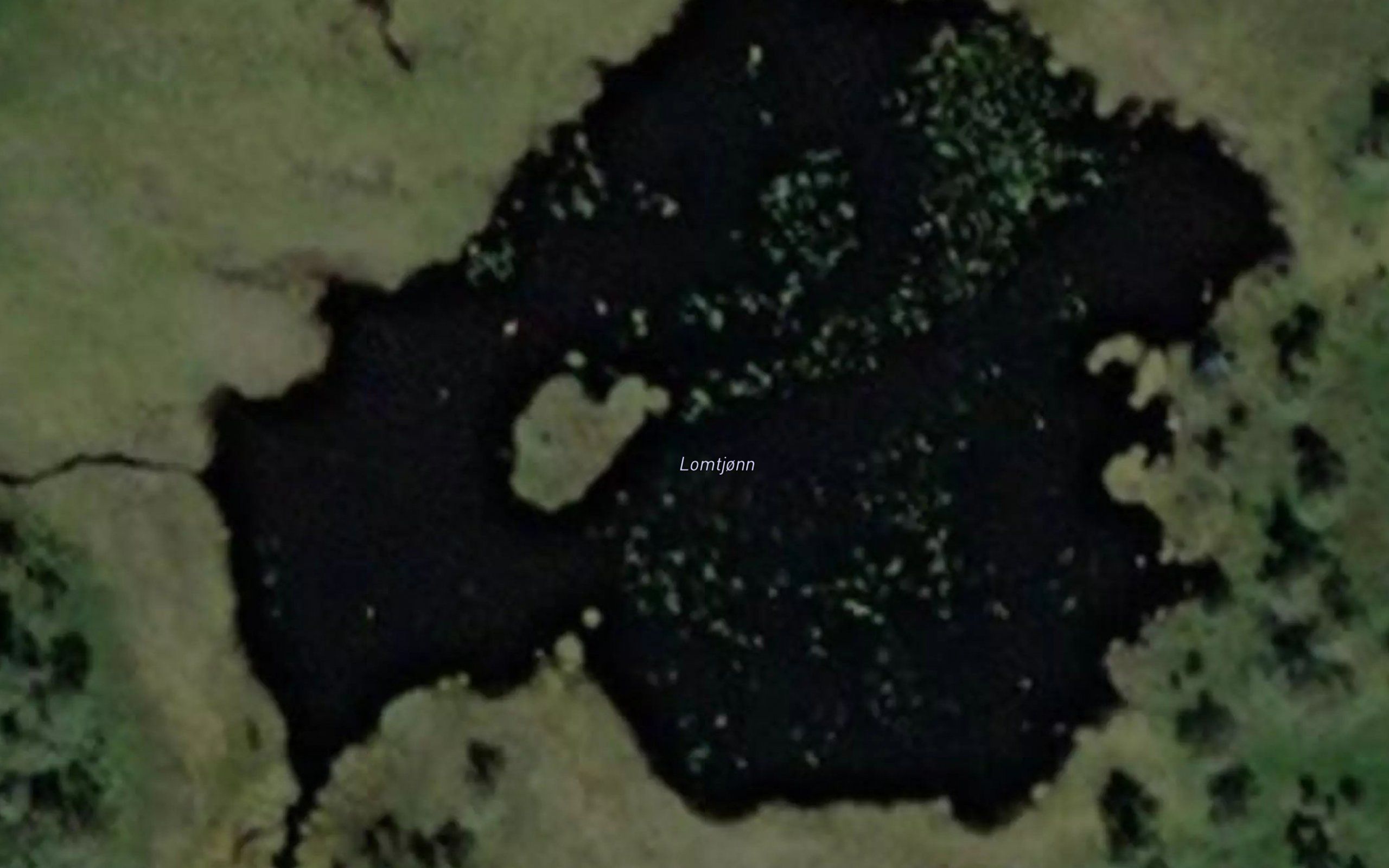 Lomtjorn