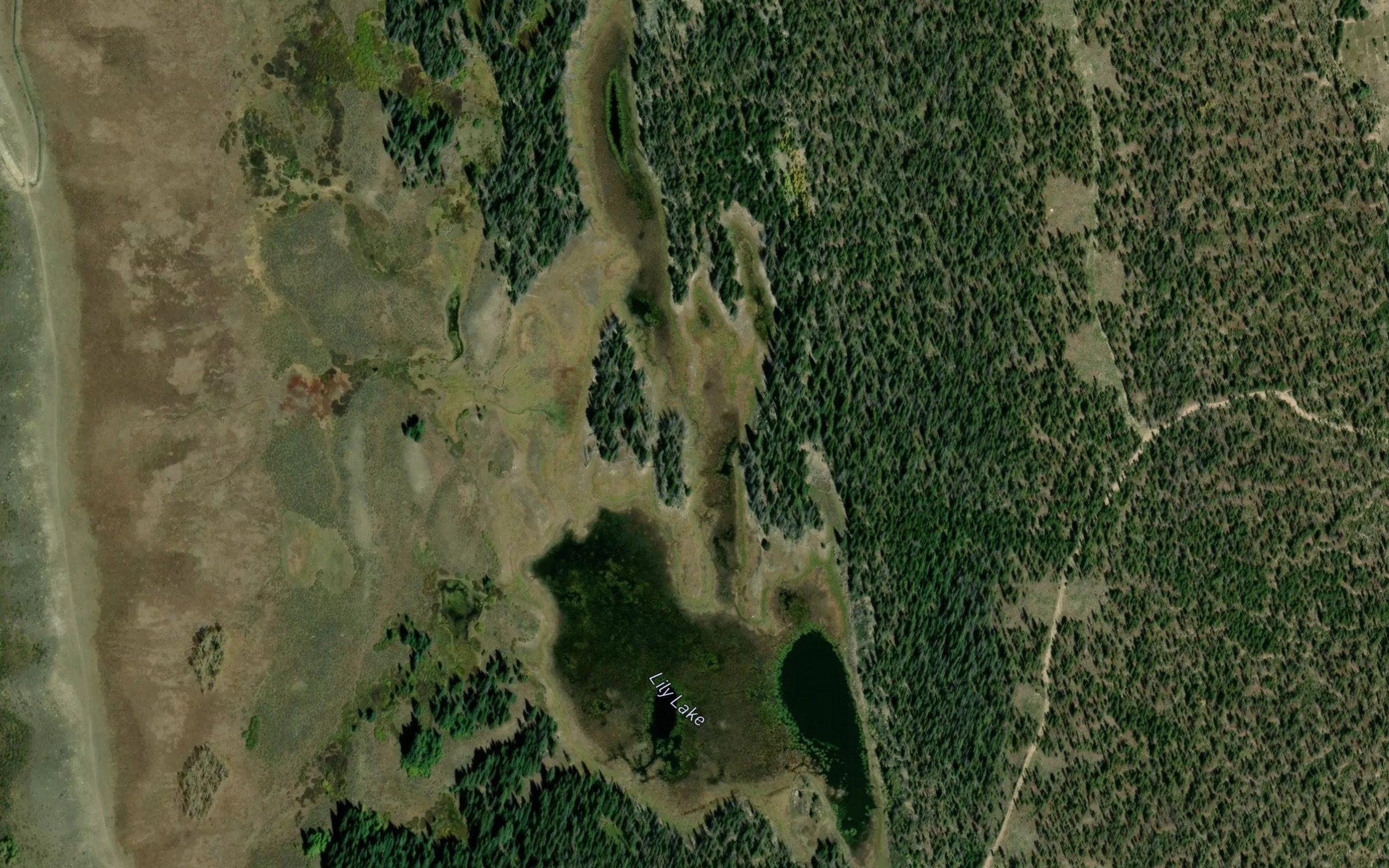Lily Lake