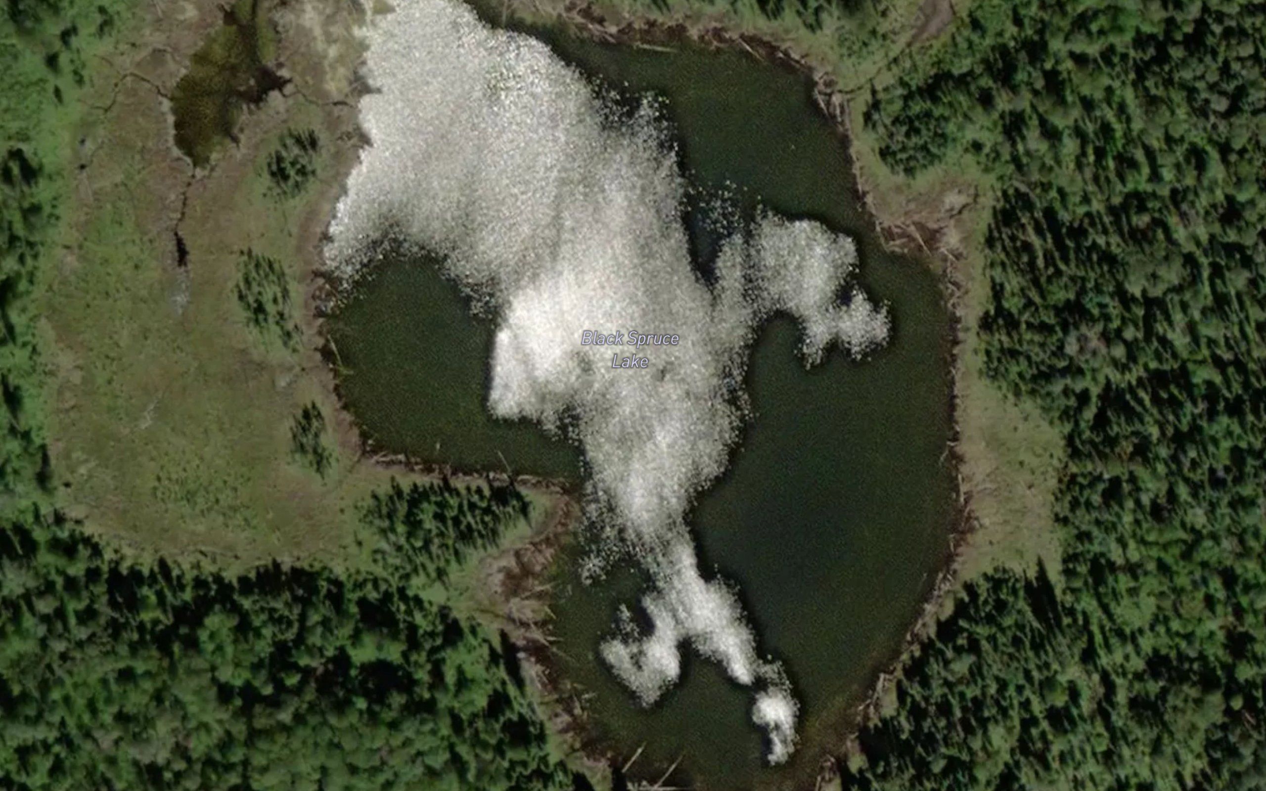 Black Spruce Lake