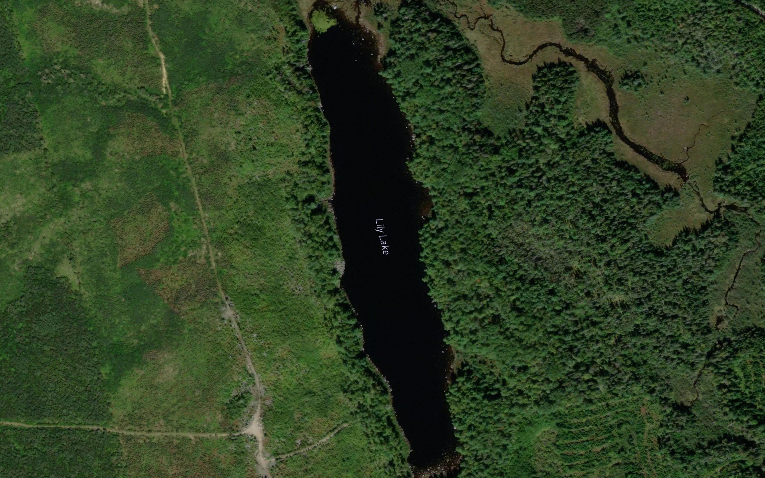 Lily Lake