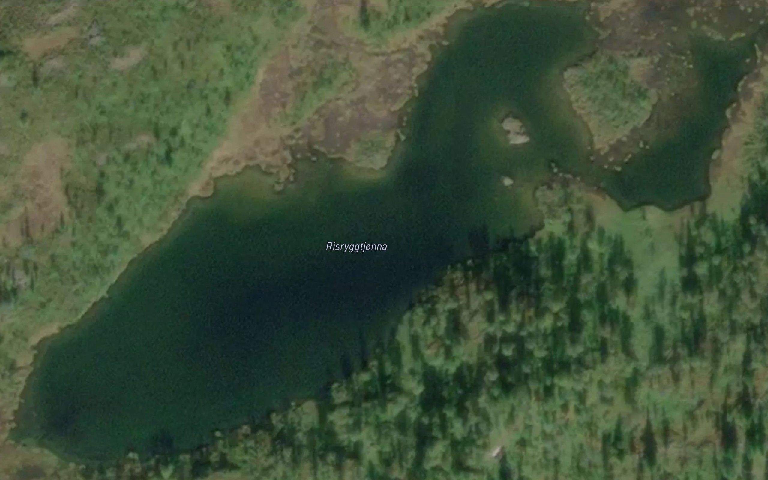 Risryggtjorna