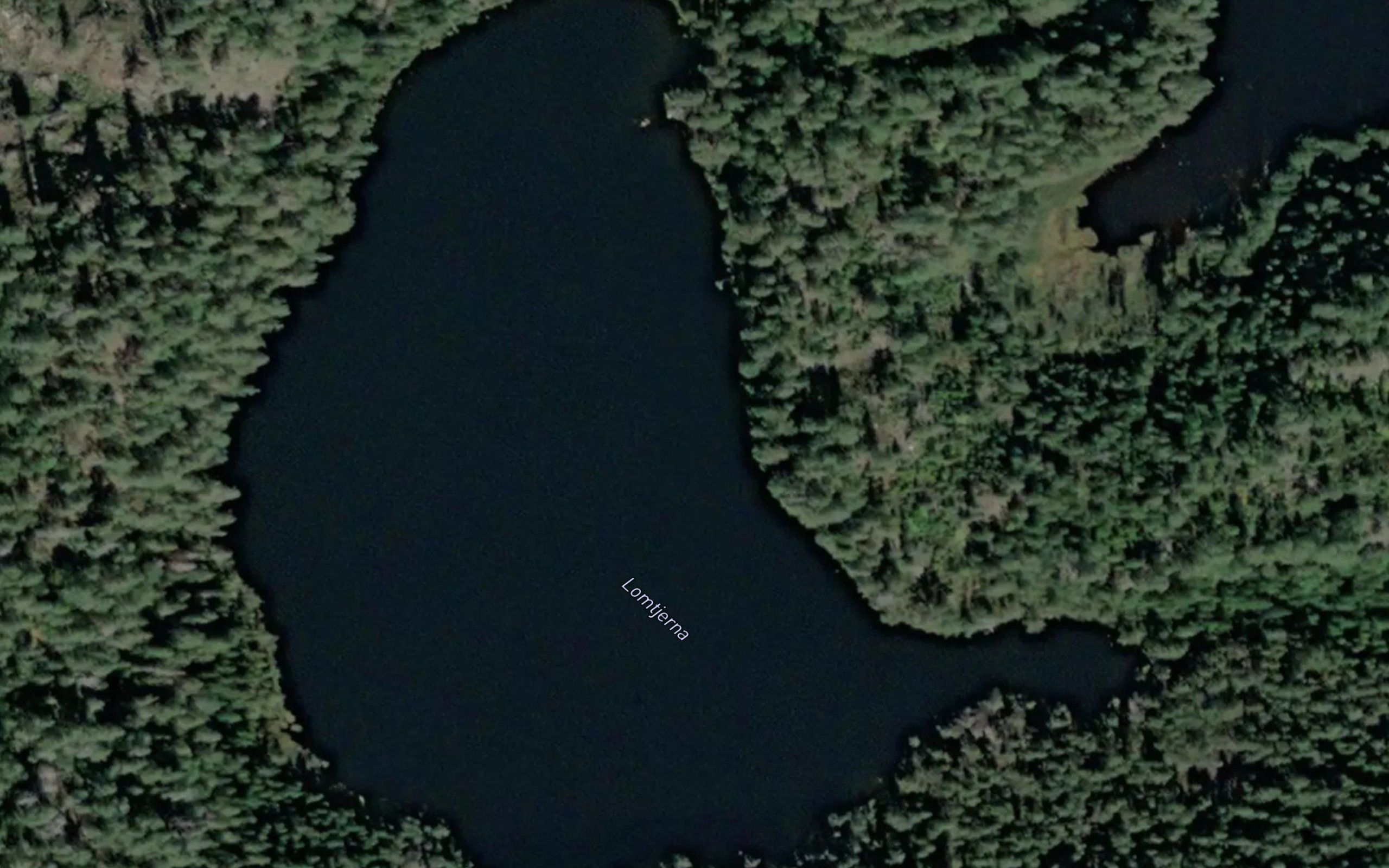 Lomtjerna