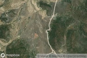 Campbell Number One Sheep Swan