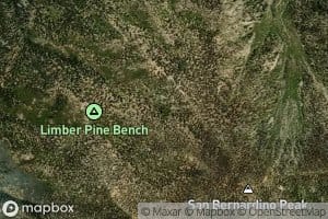 Limber Pine Springs