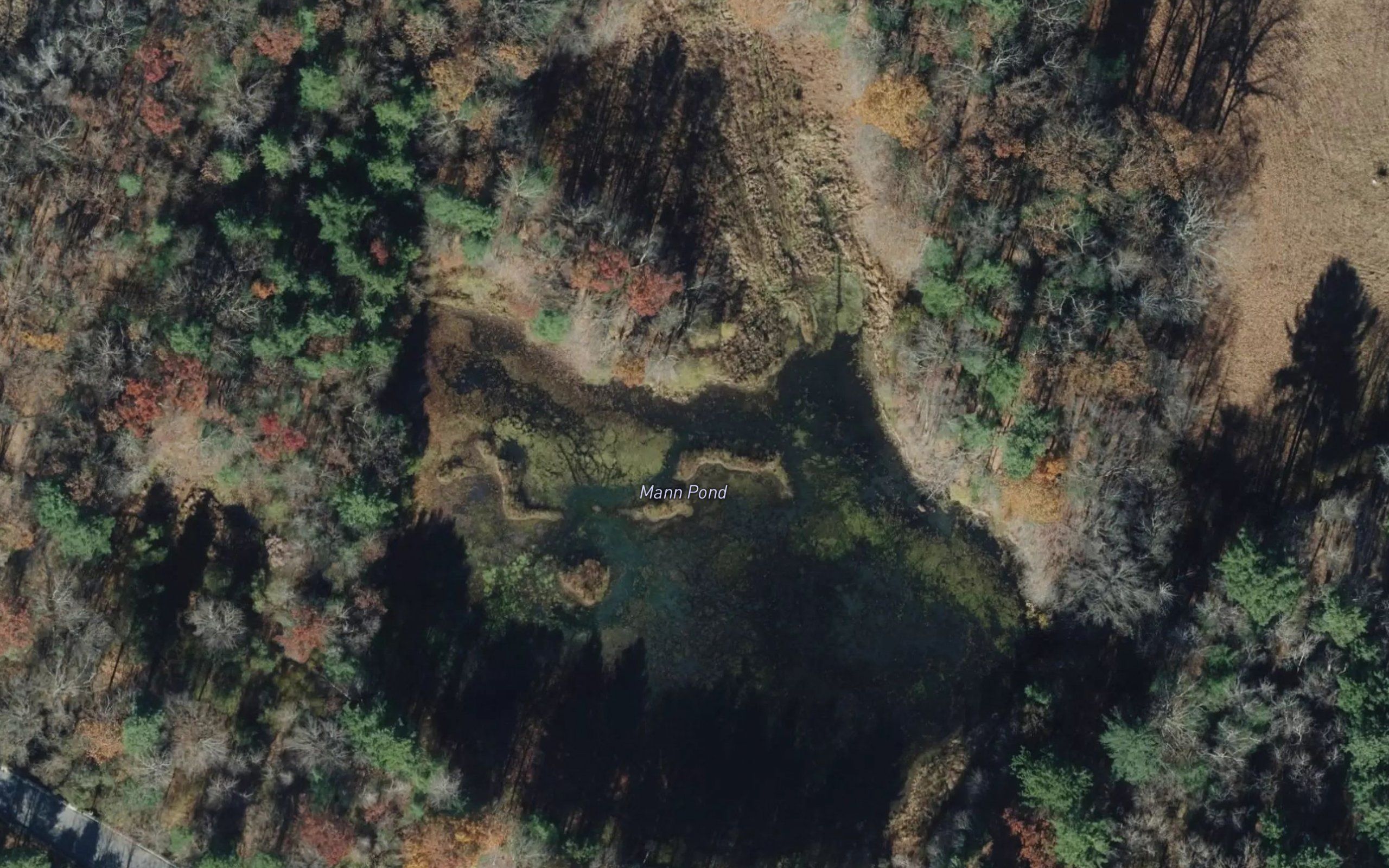 Mann Pond