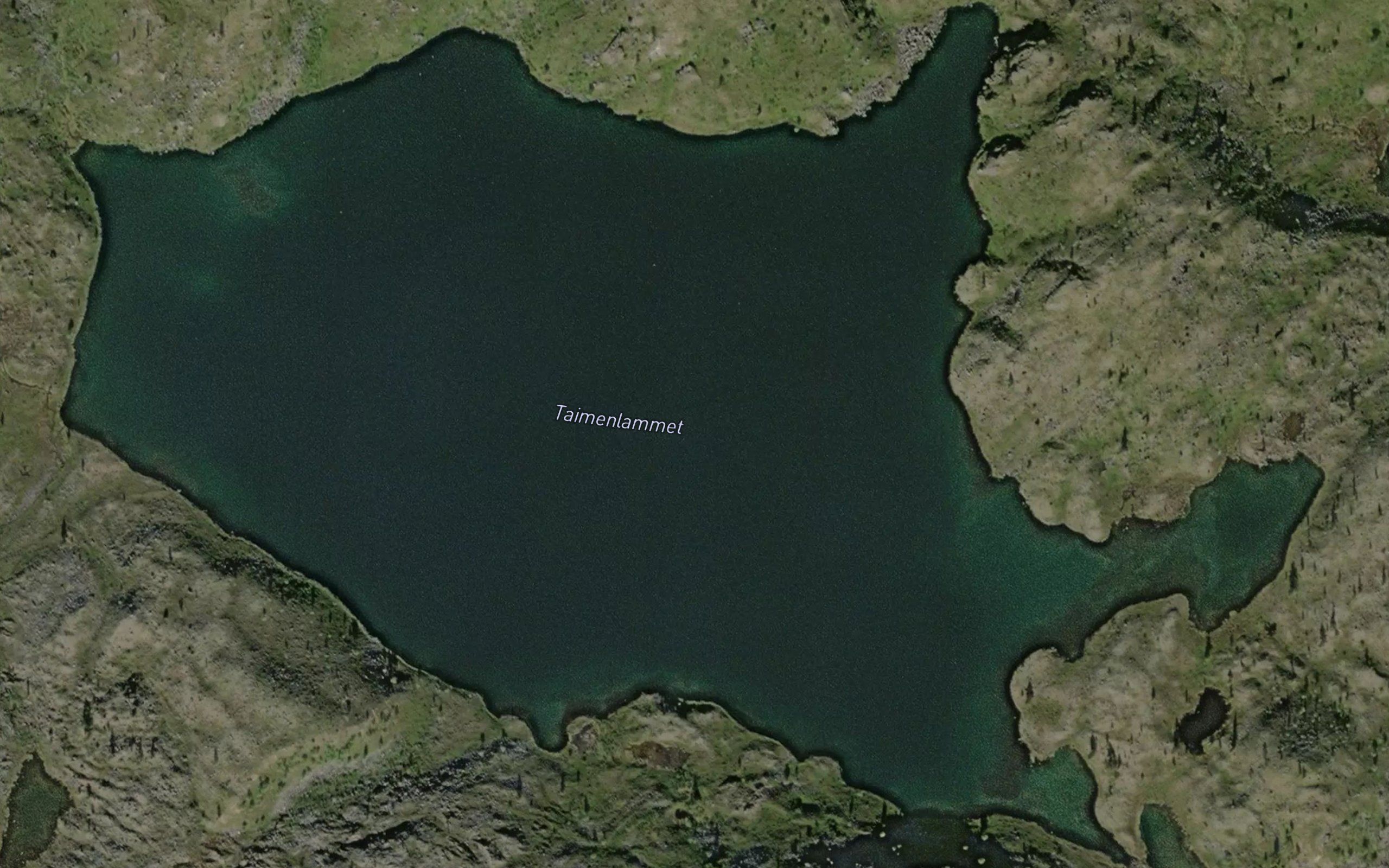 Taimenlammet