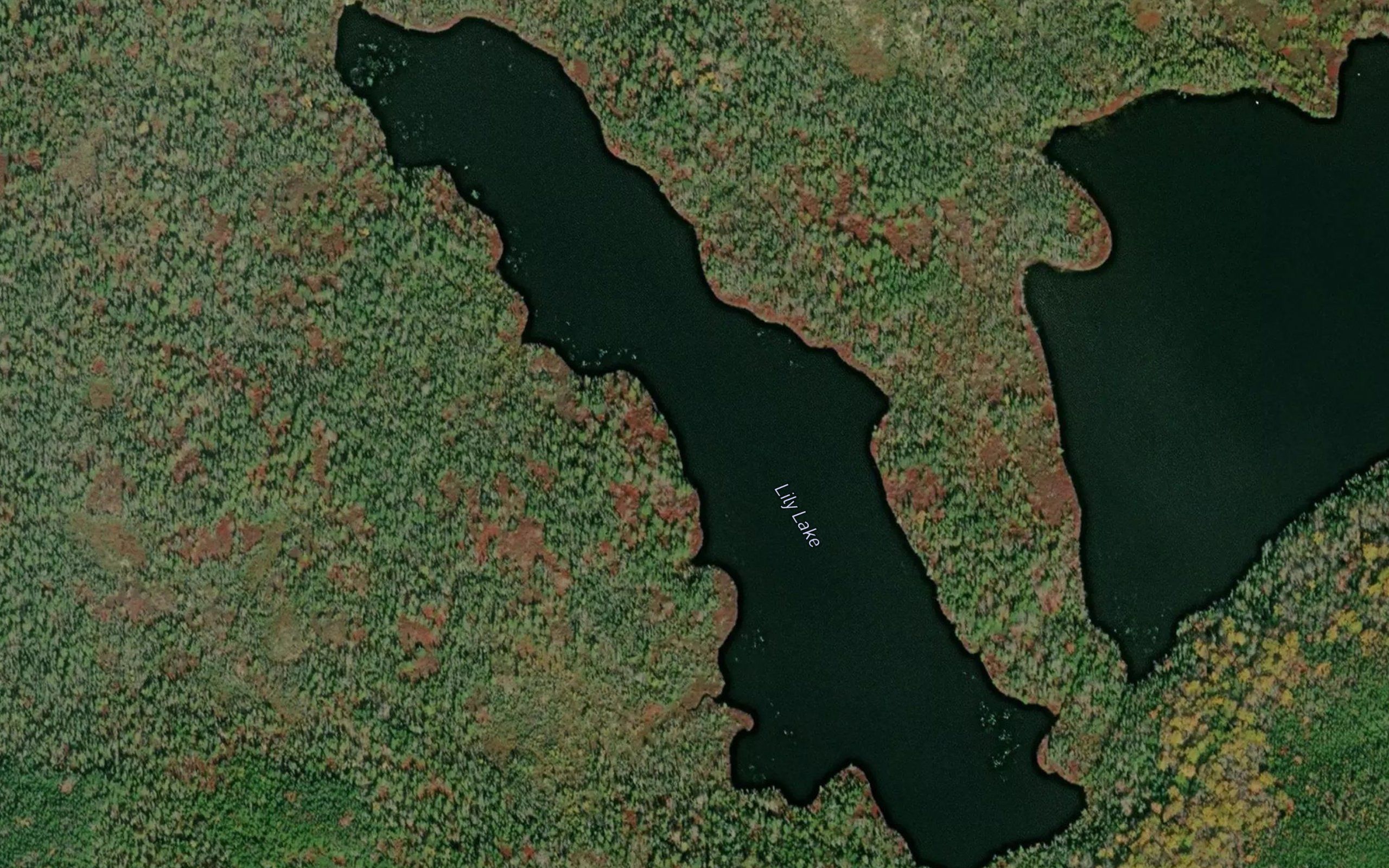 Lily Lake