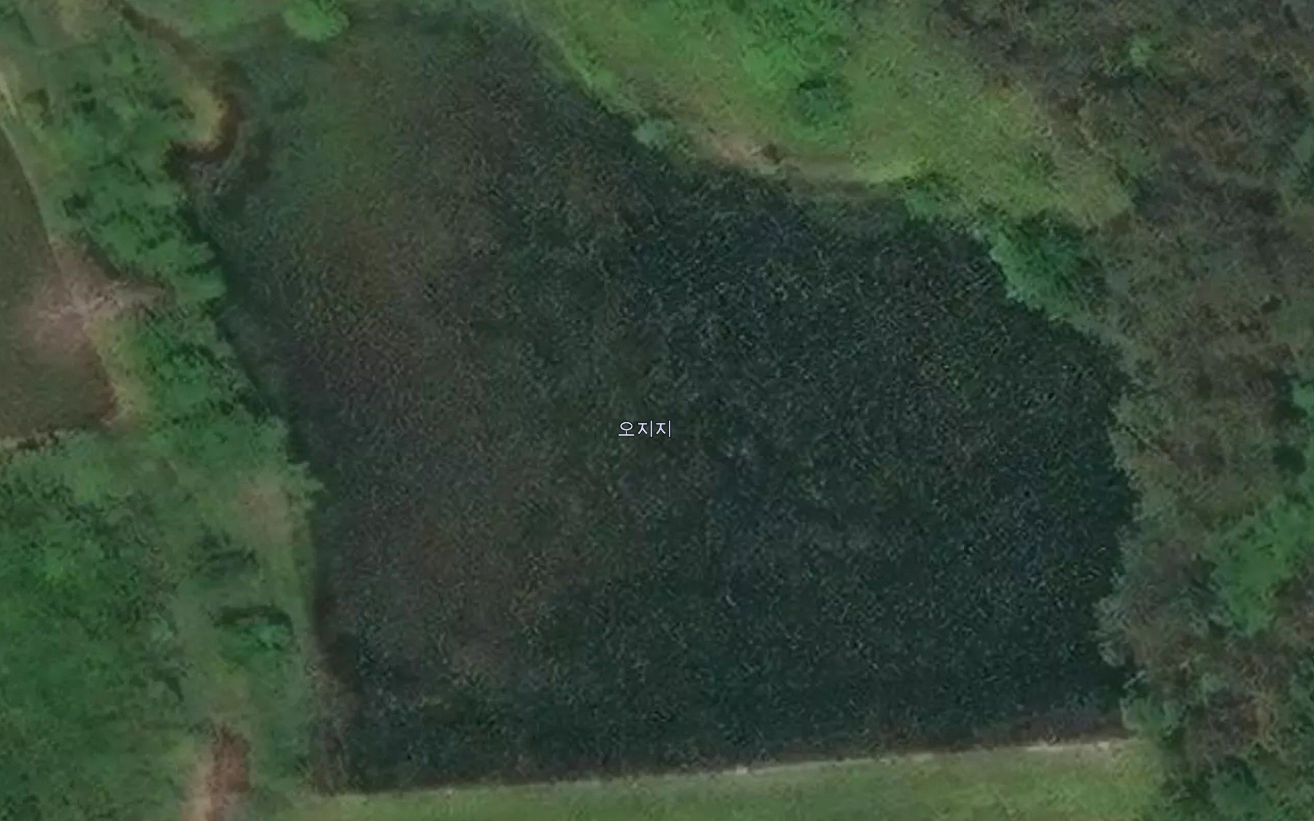 Ojije