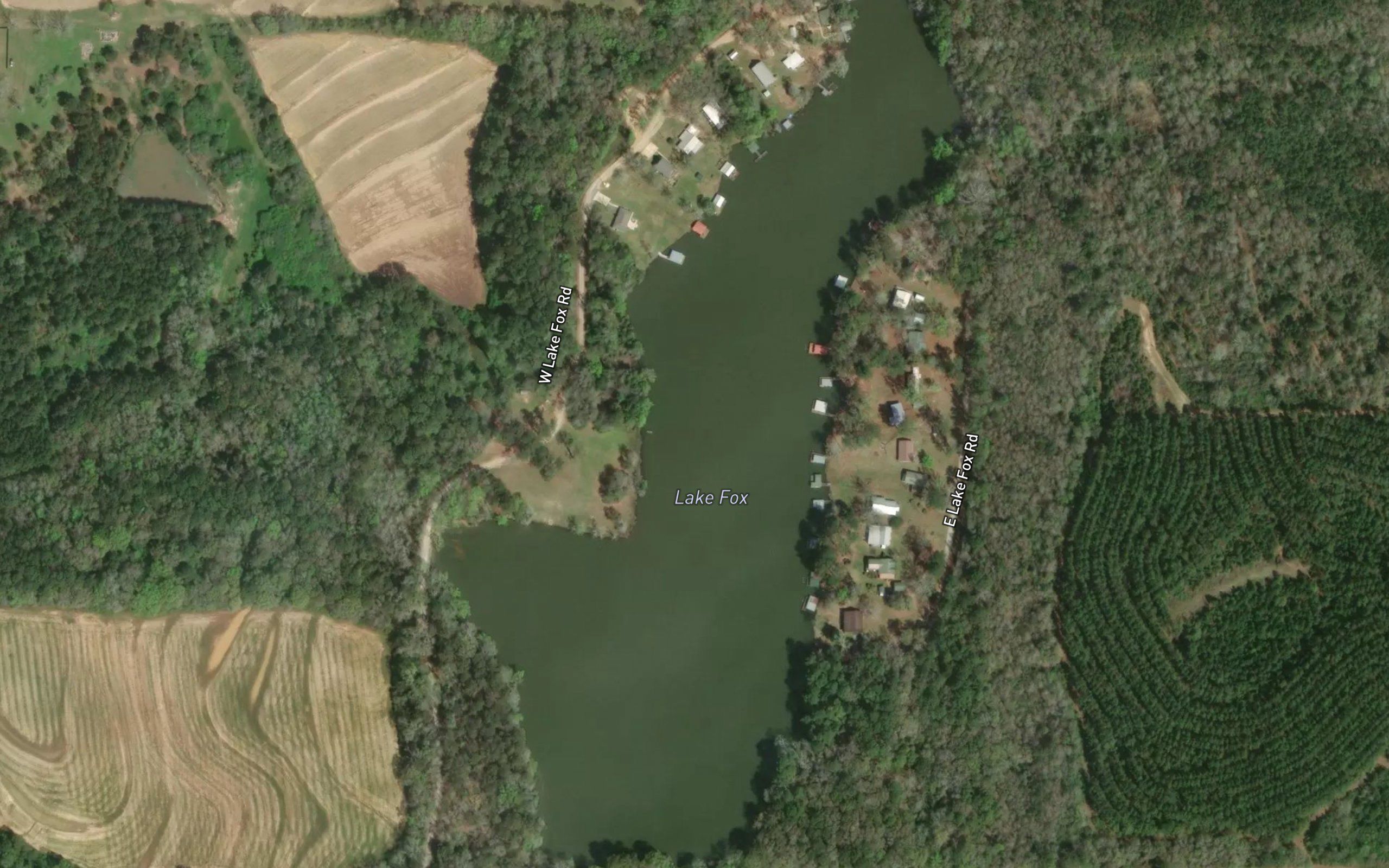 Lake Fox
