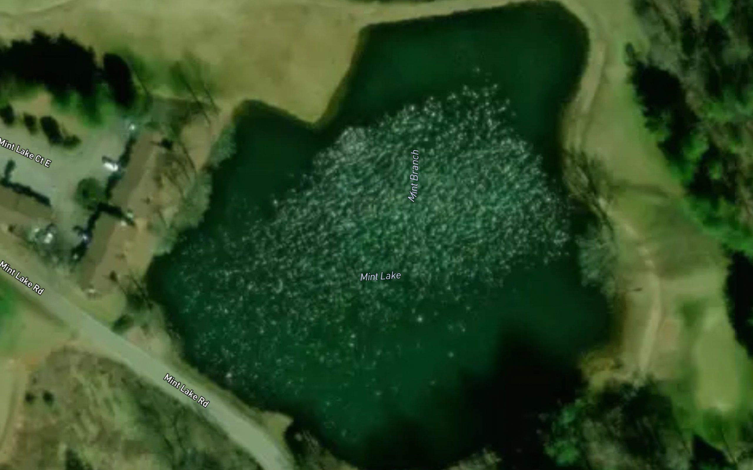 Mint Lake