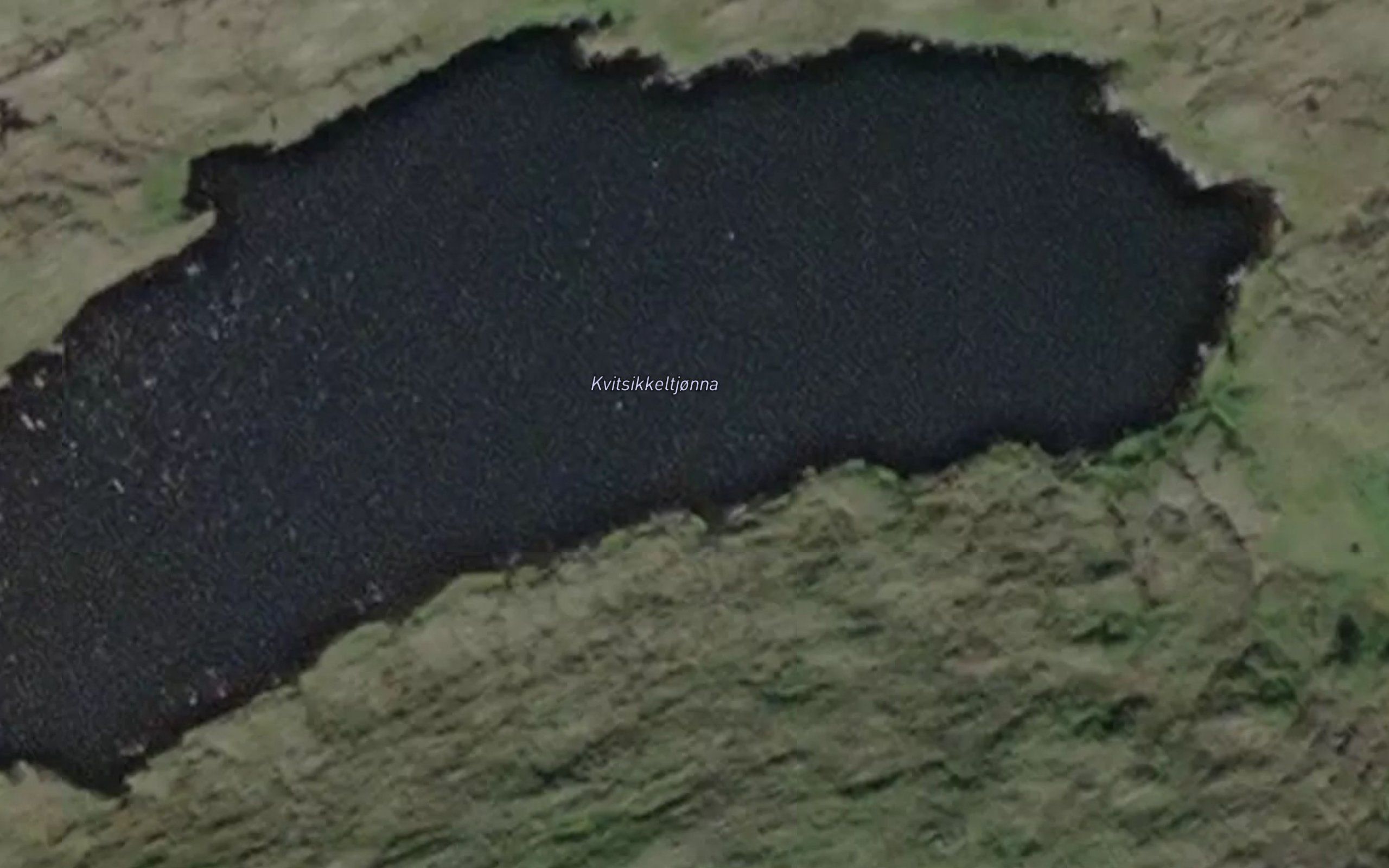 Kvitsikkeltjorna