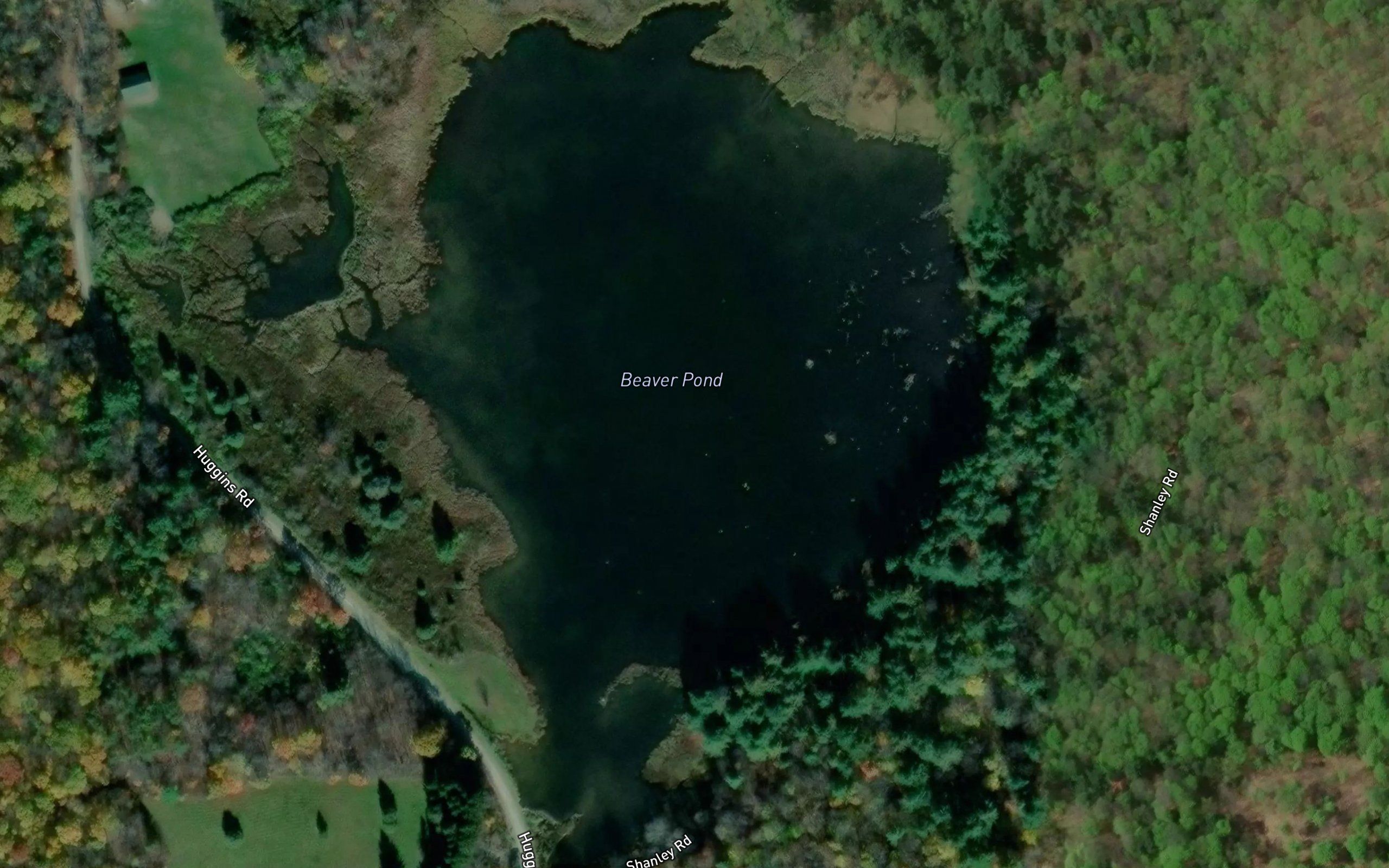 Beaver Pond