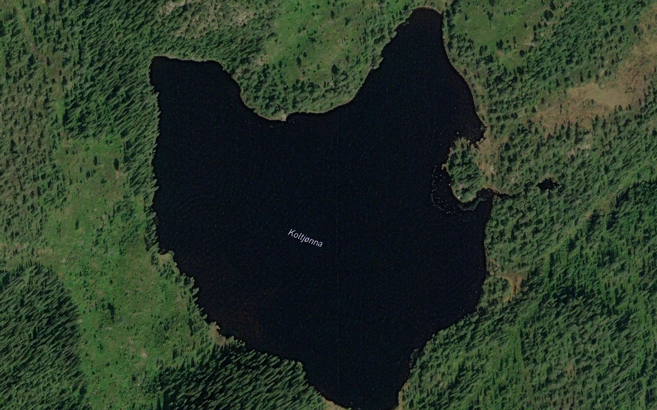 Koltjorna