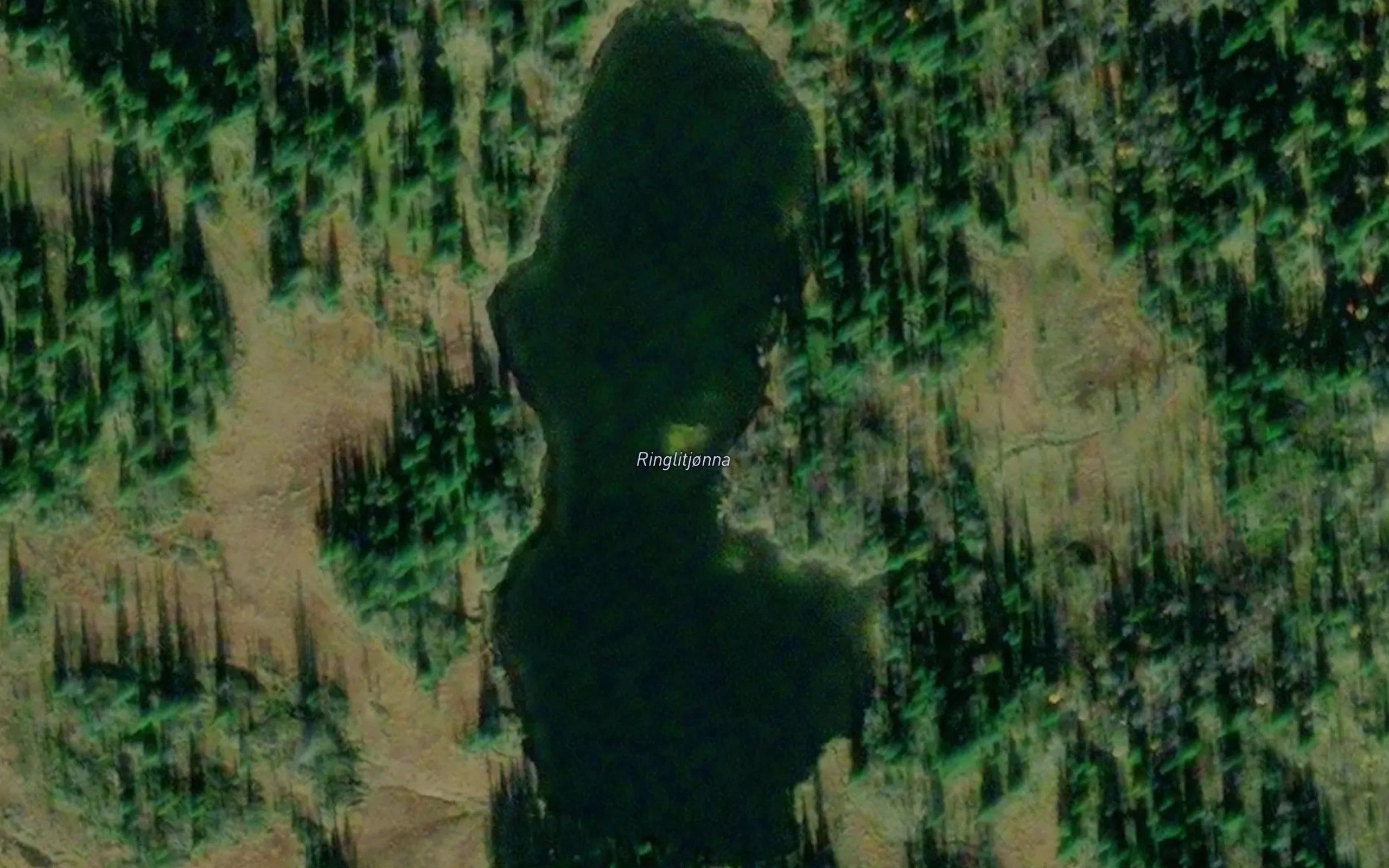 Ringlitjorna
