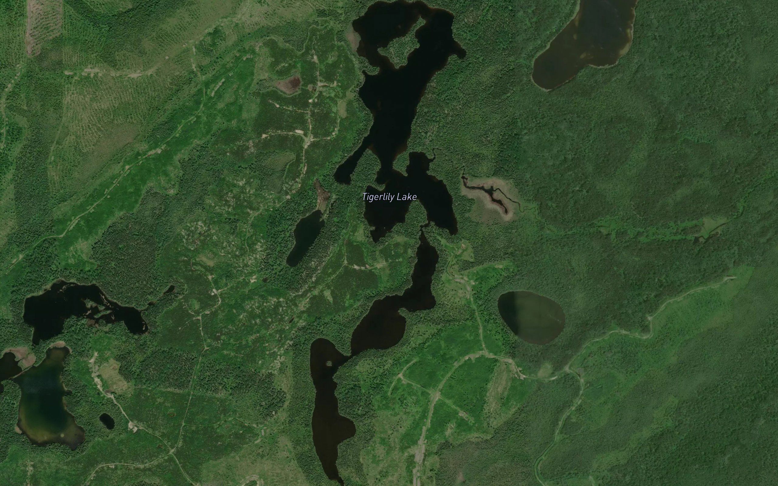 Tigerlily Lake