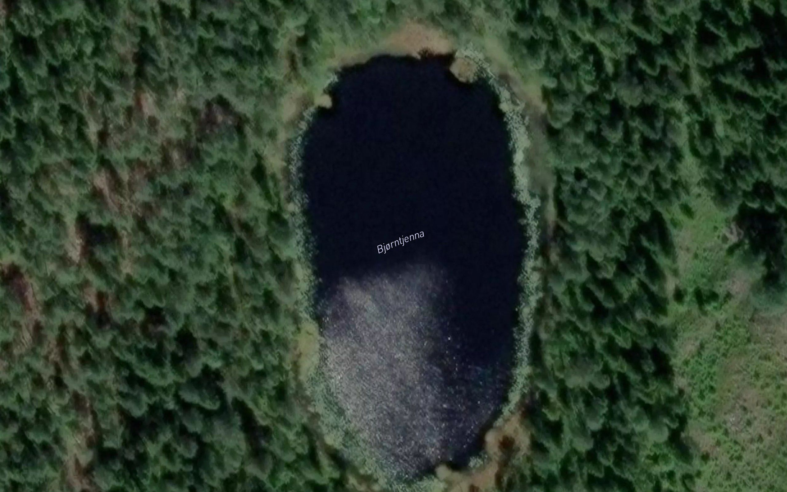 Bjorntjerna