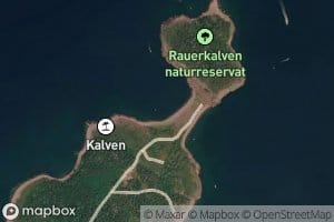 Kalvbukta