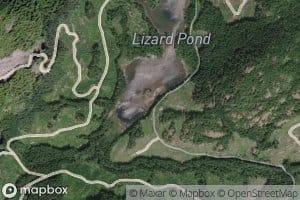 Lizard Pond