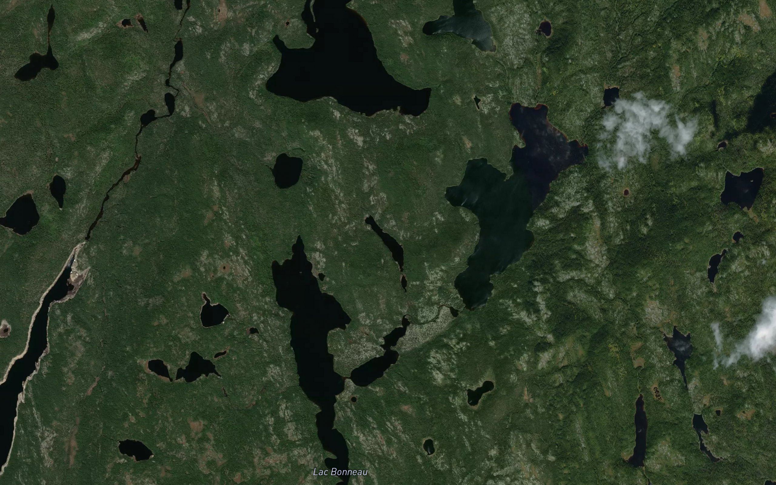 Lac Mink