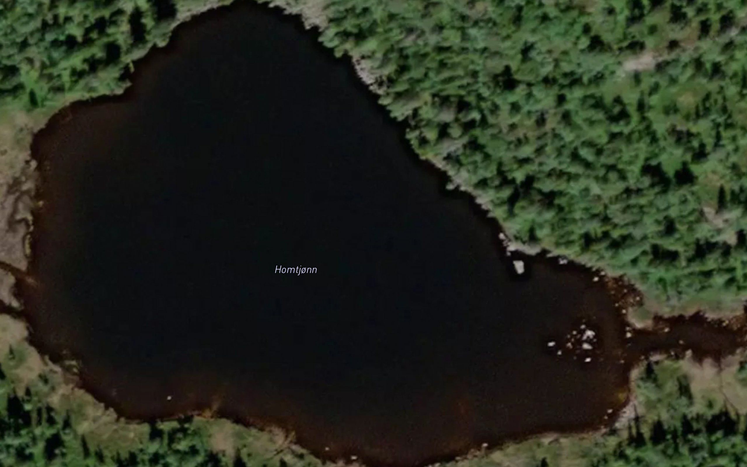 Homtjorn