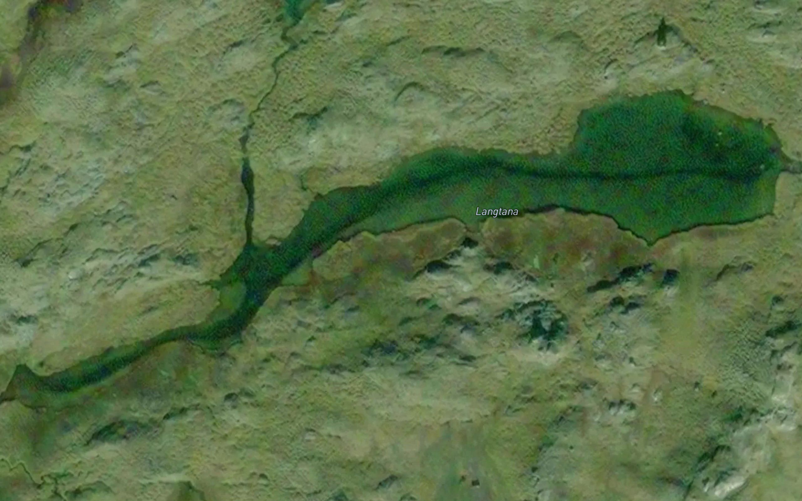 Langtana