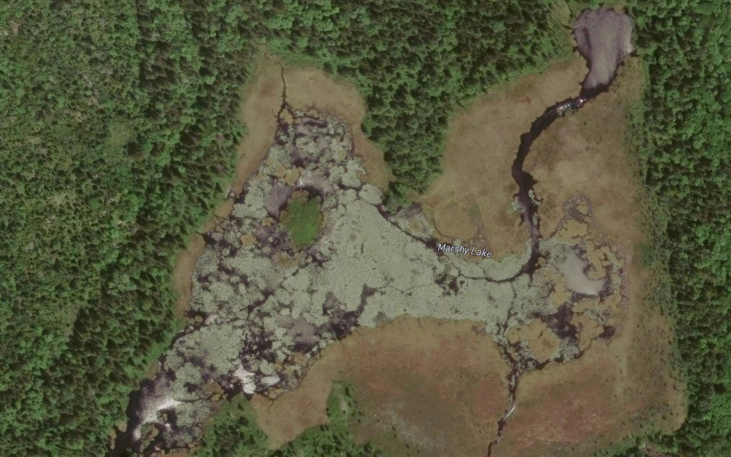 Marshy Lake