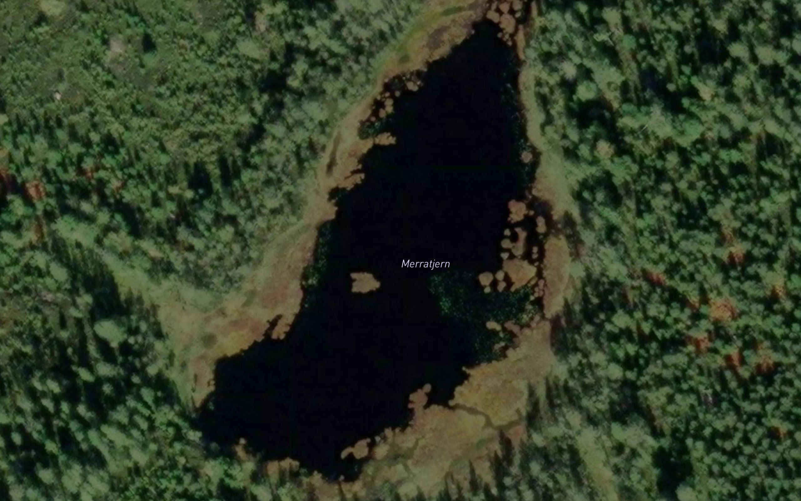 Merratjern