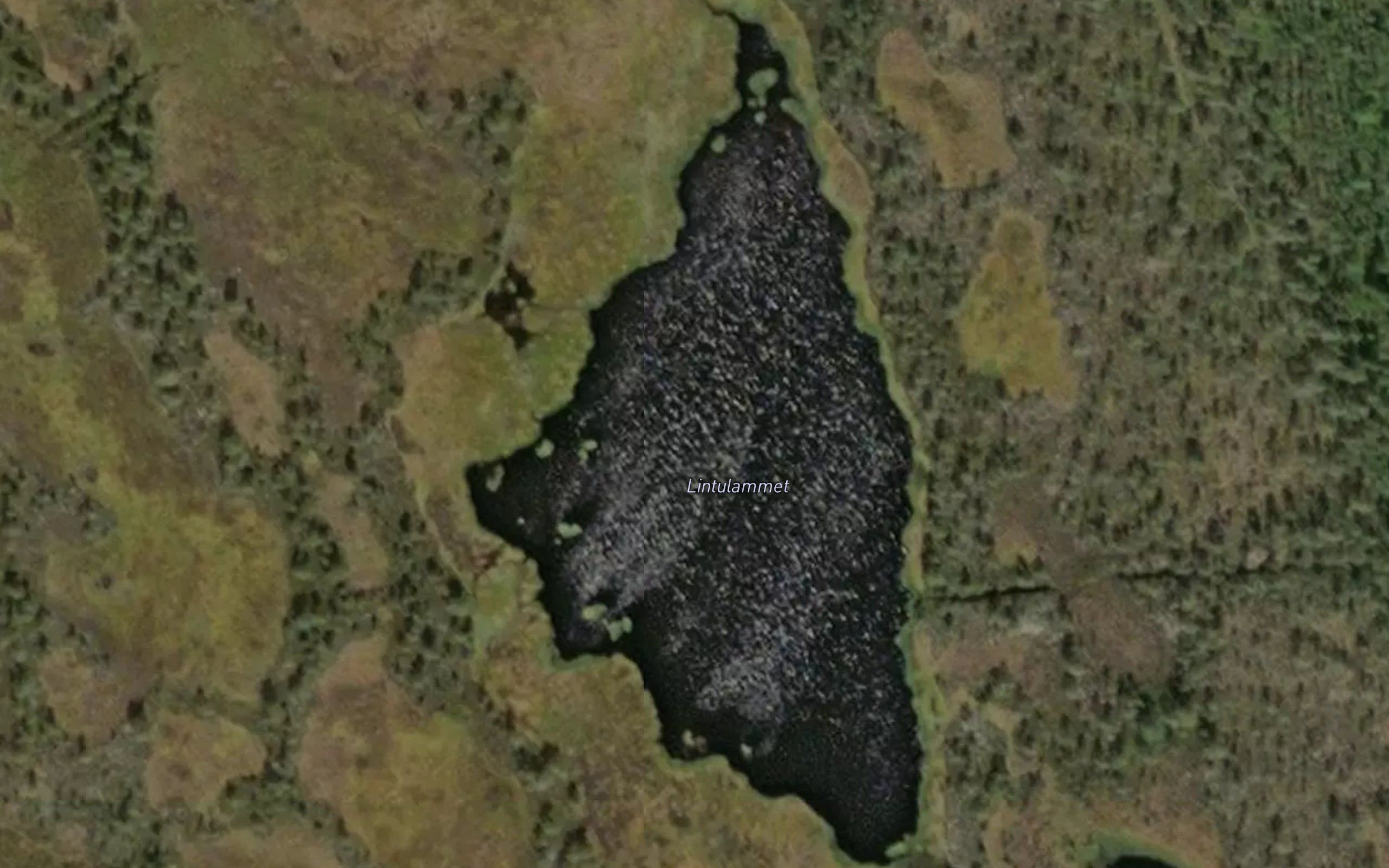 Lintulammet