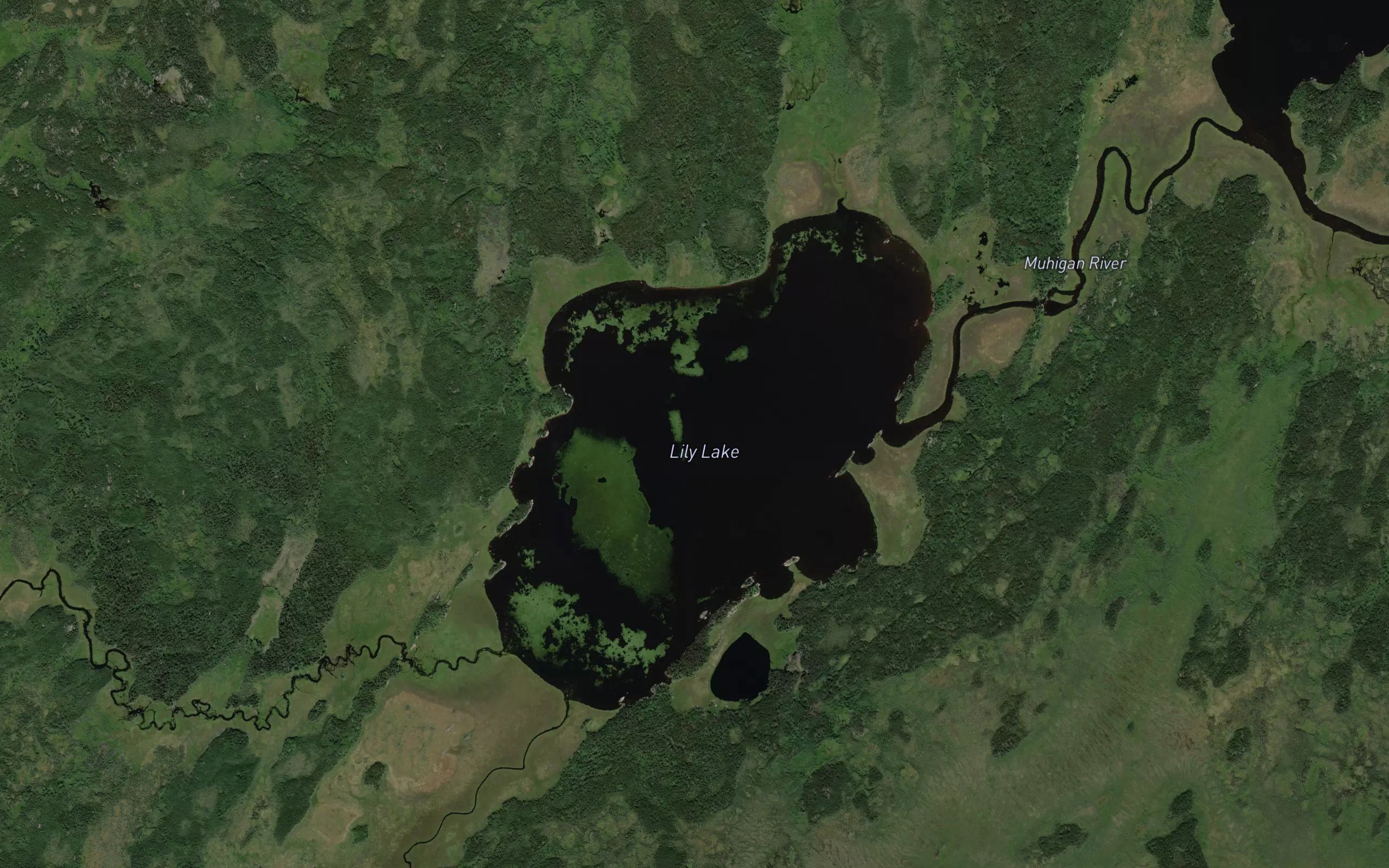 Lily Lake