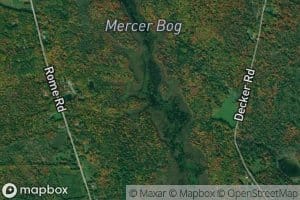 Mercer Bog