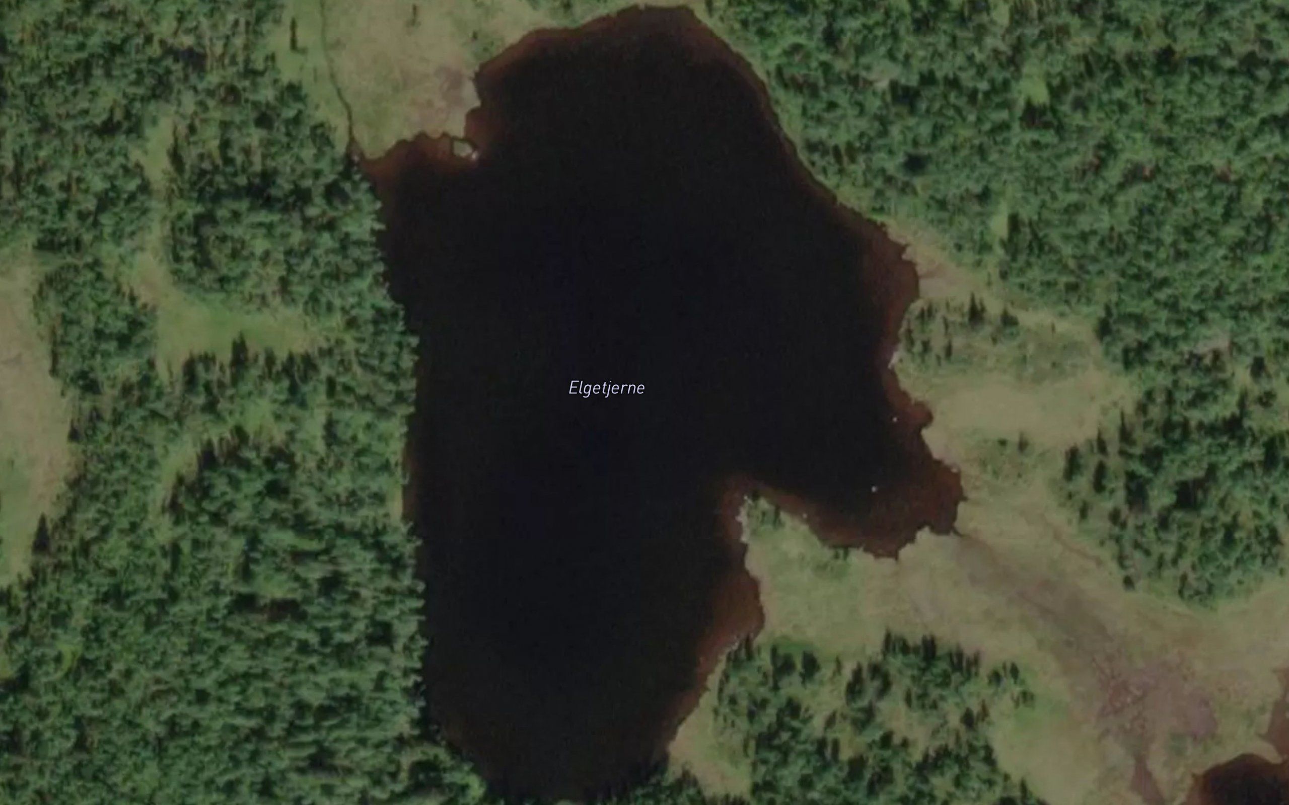 Elgetjerni