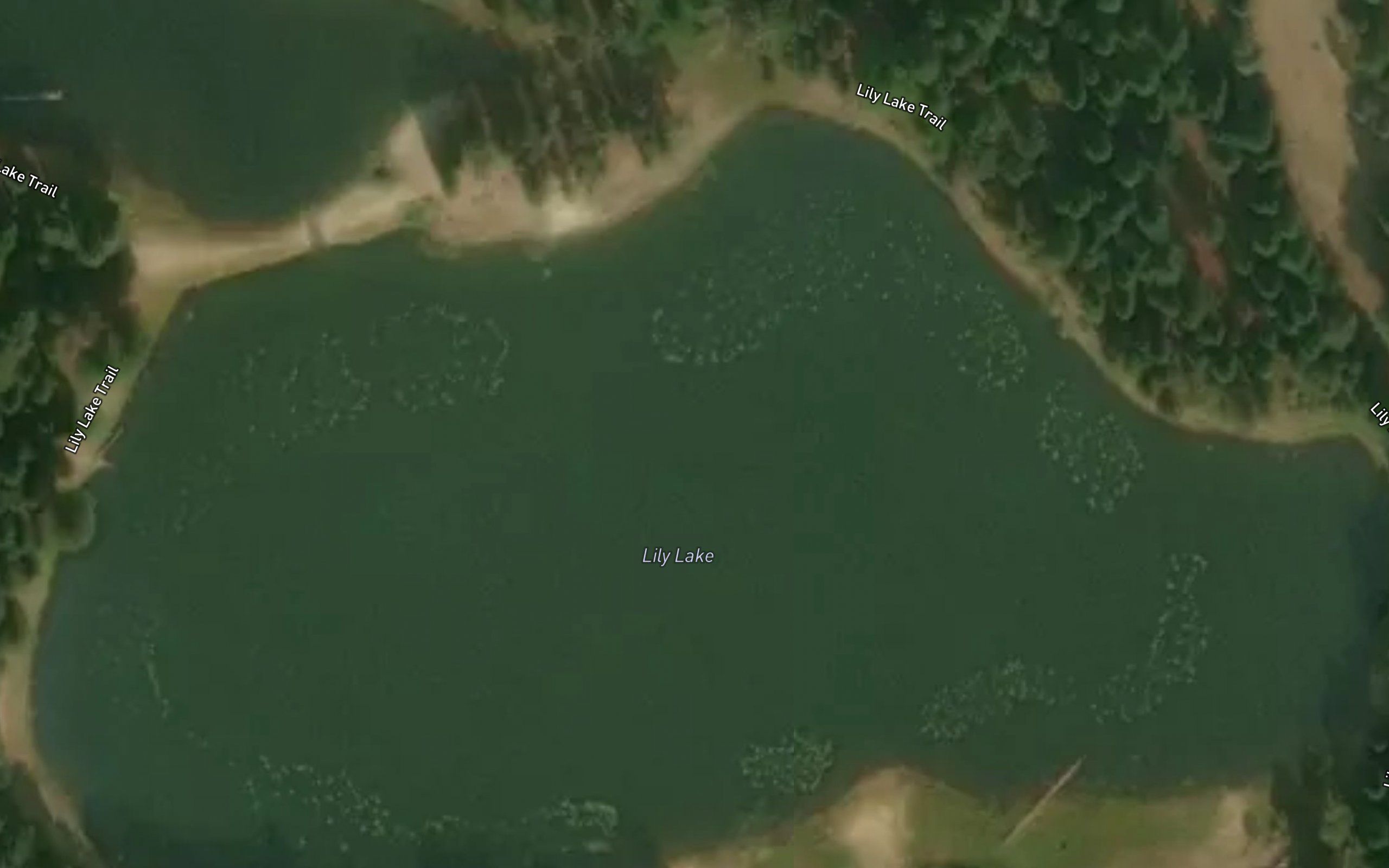 Lily Lake