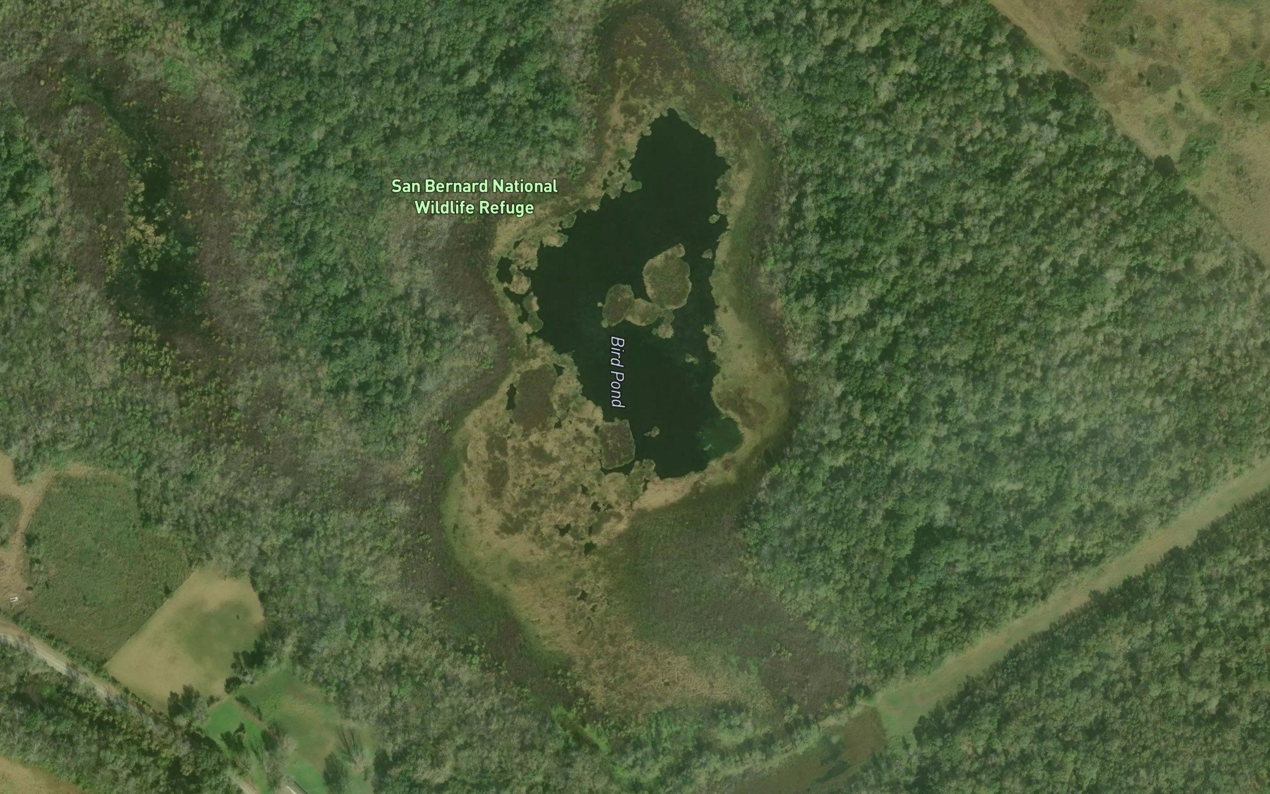 Bird Pond