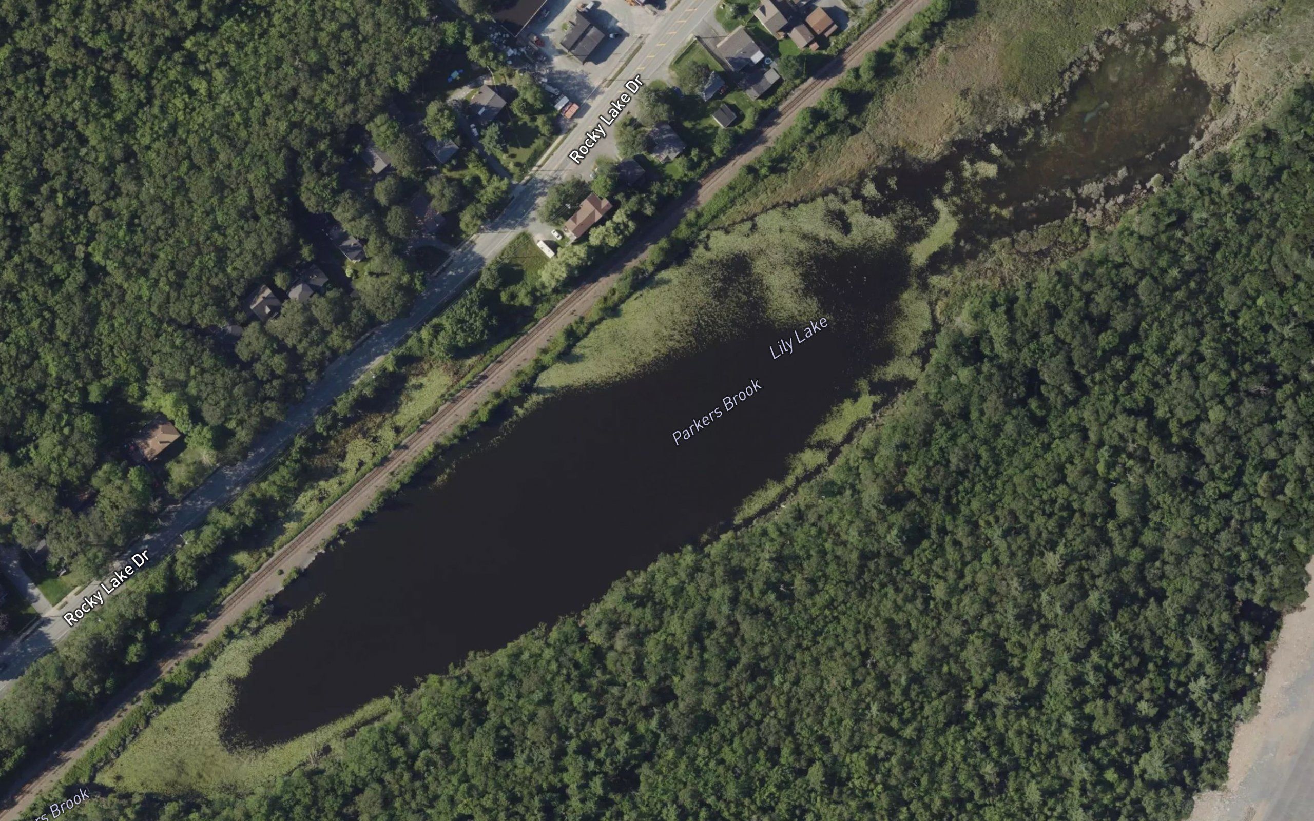 Lily Lake
