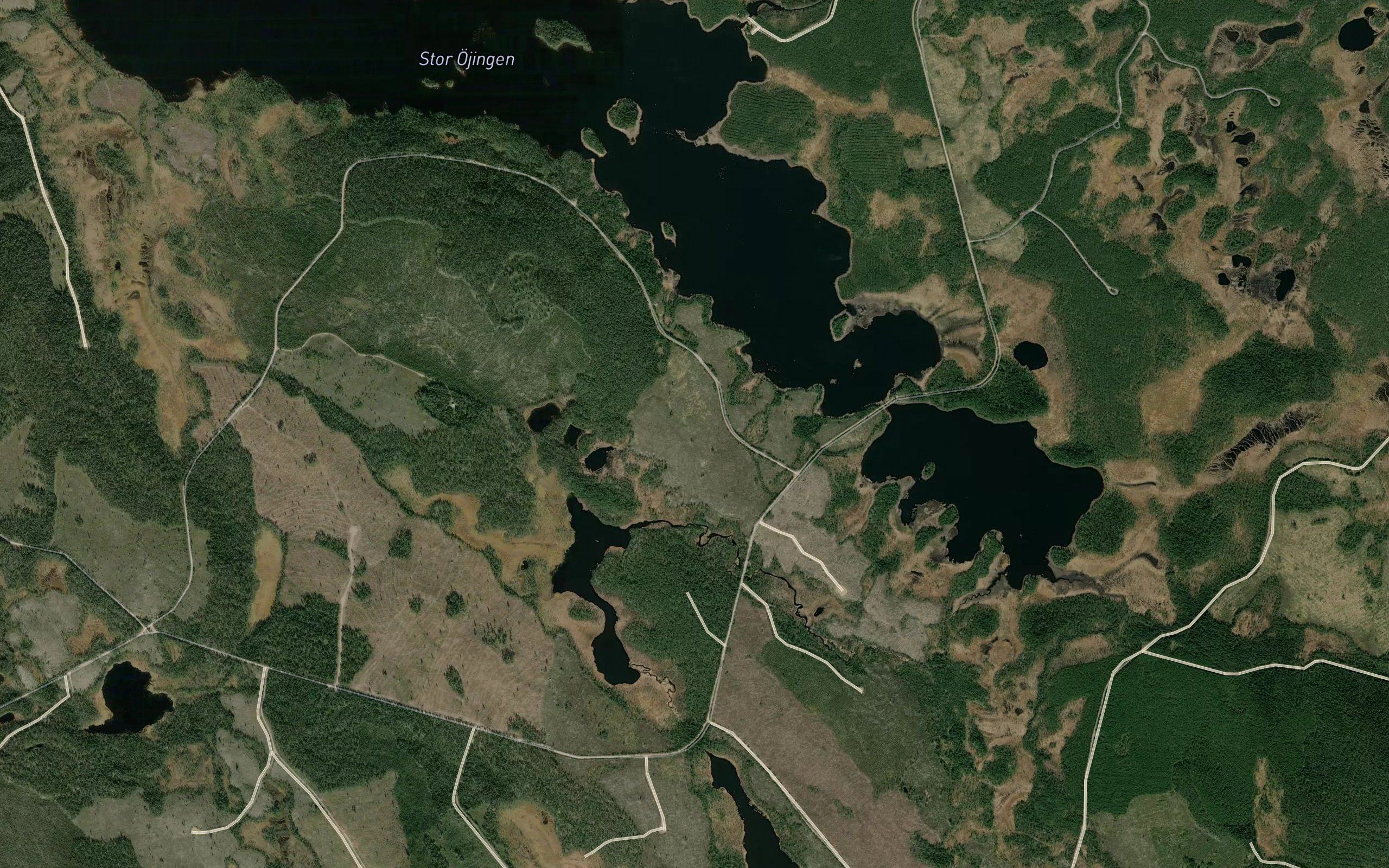 Stor-Ojingen