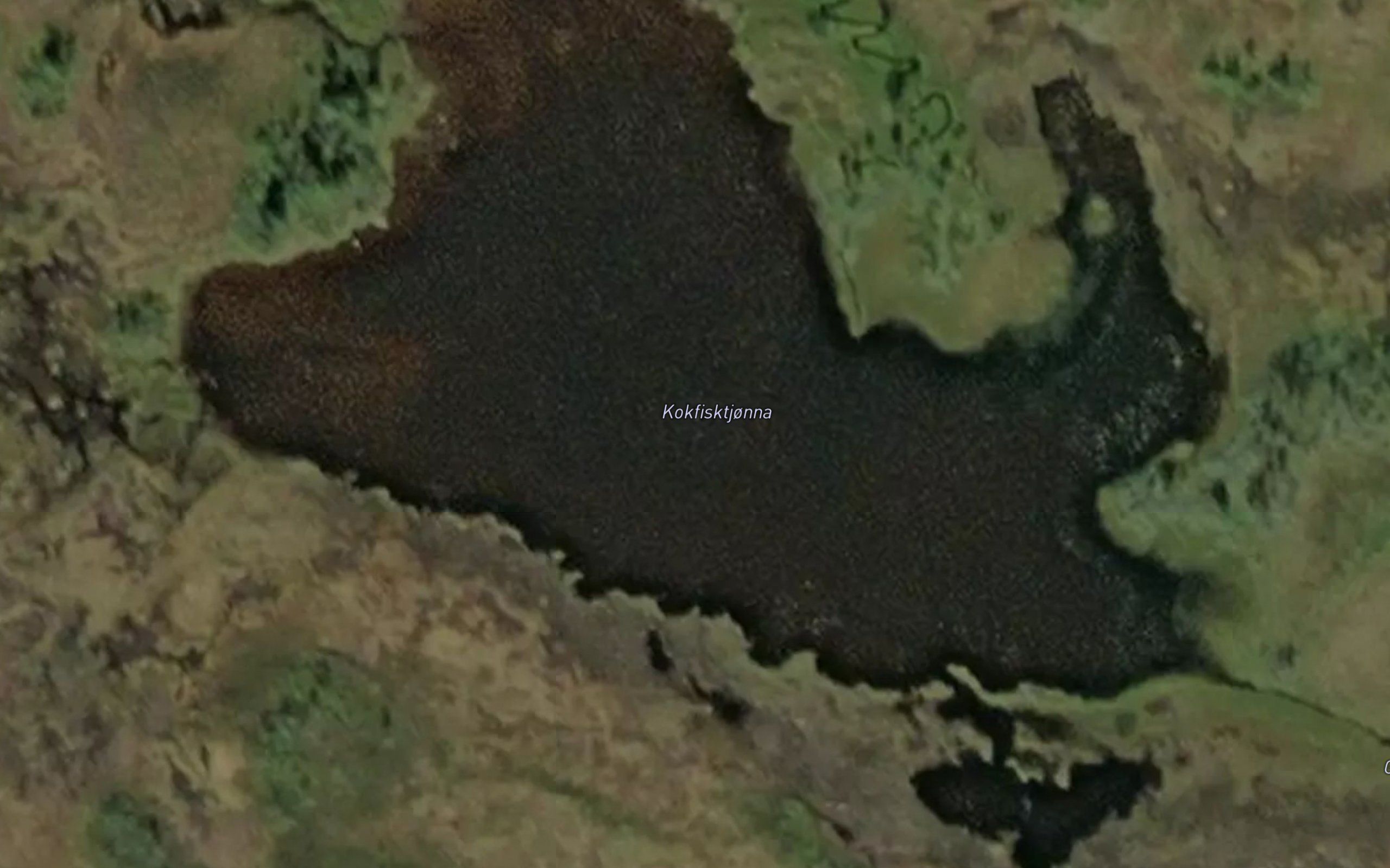 Kokfisktjorna