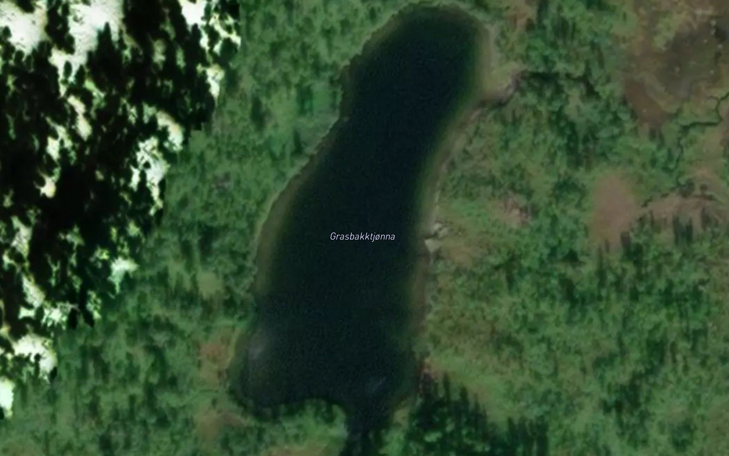 Grasbakktjorna