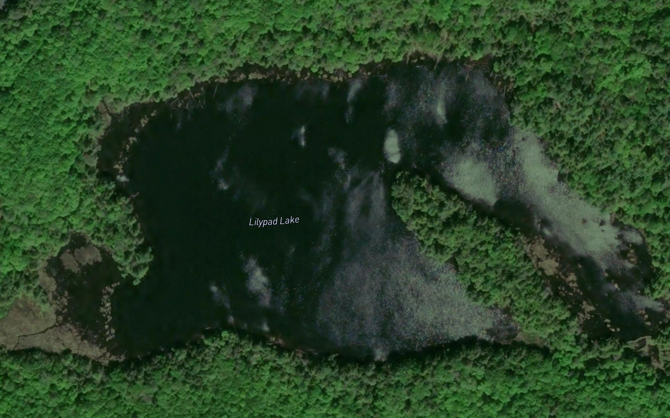 Lilypad Lake