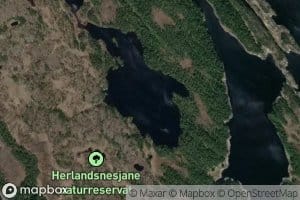 Langetjorni
