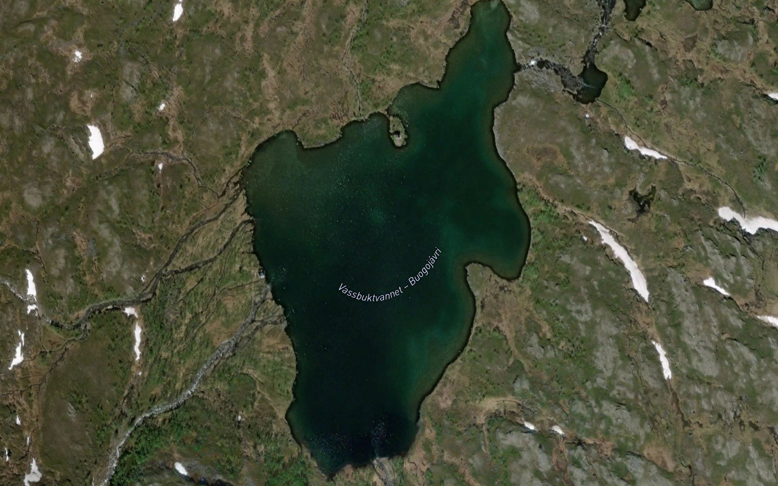 Buogujavri